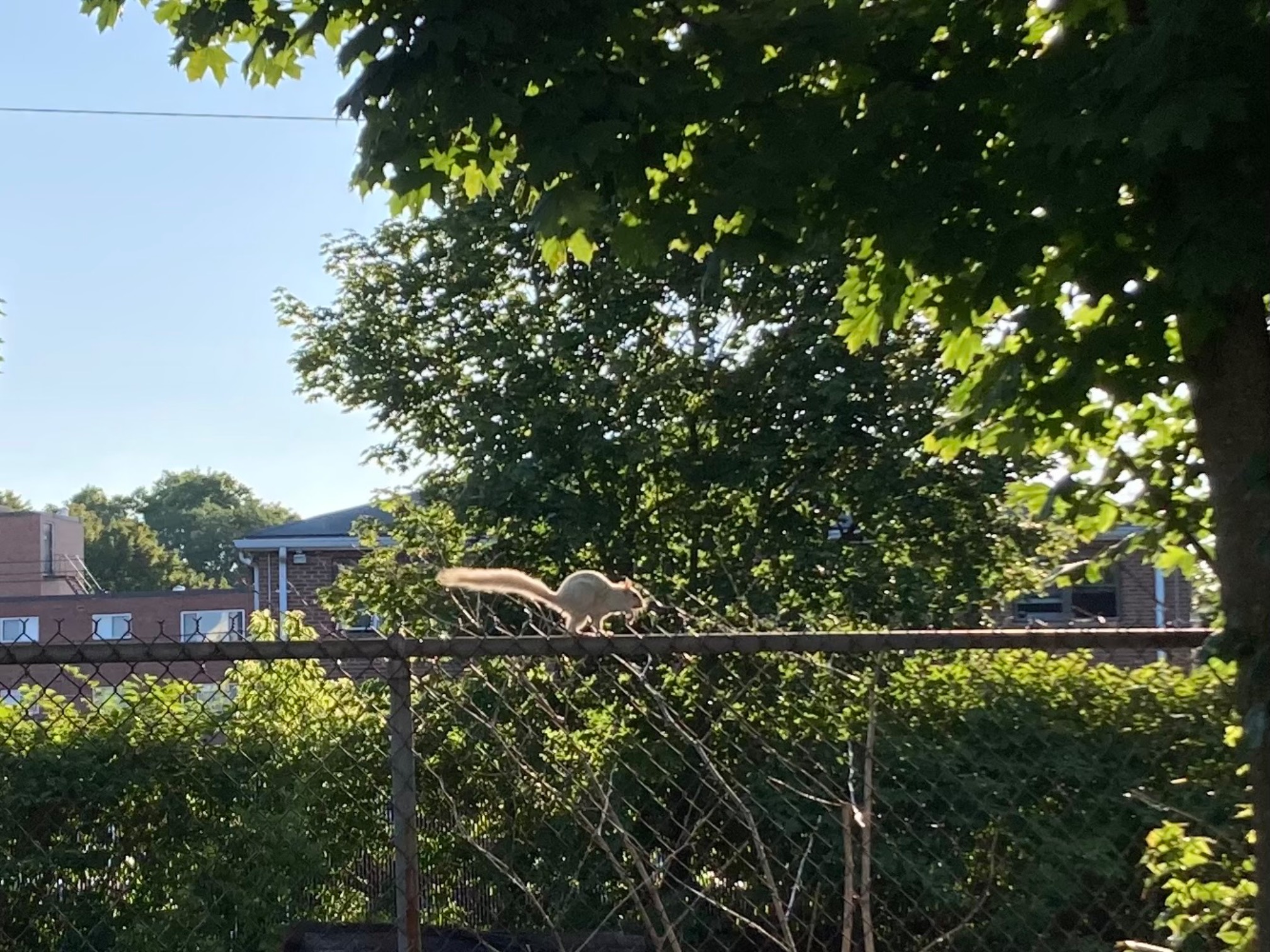 White squirrel on fence