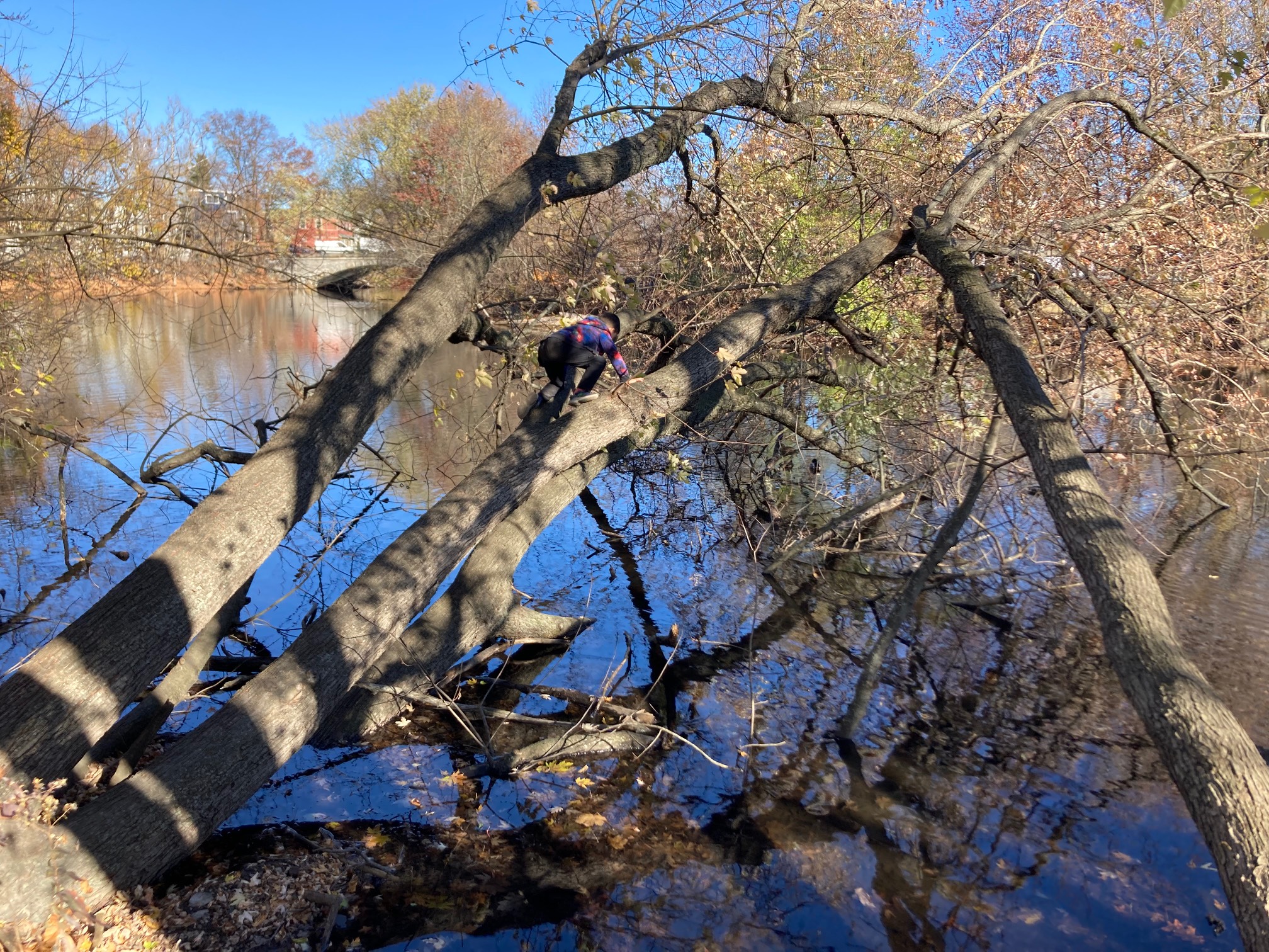 Water with ducks, tree with kid