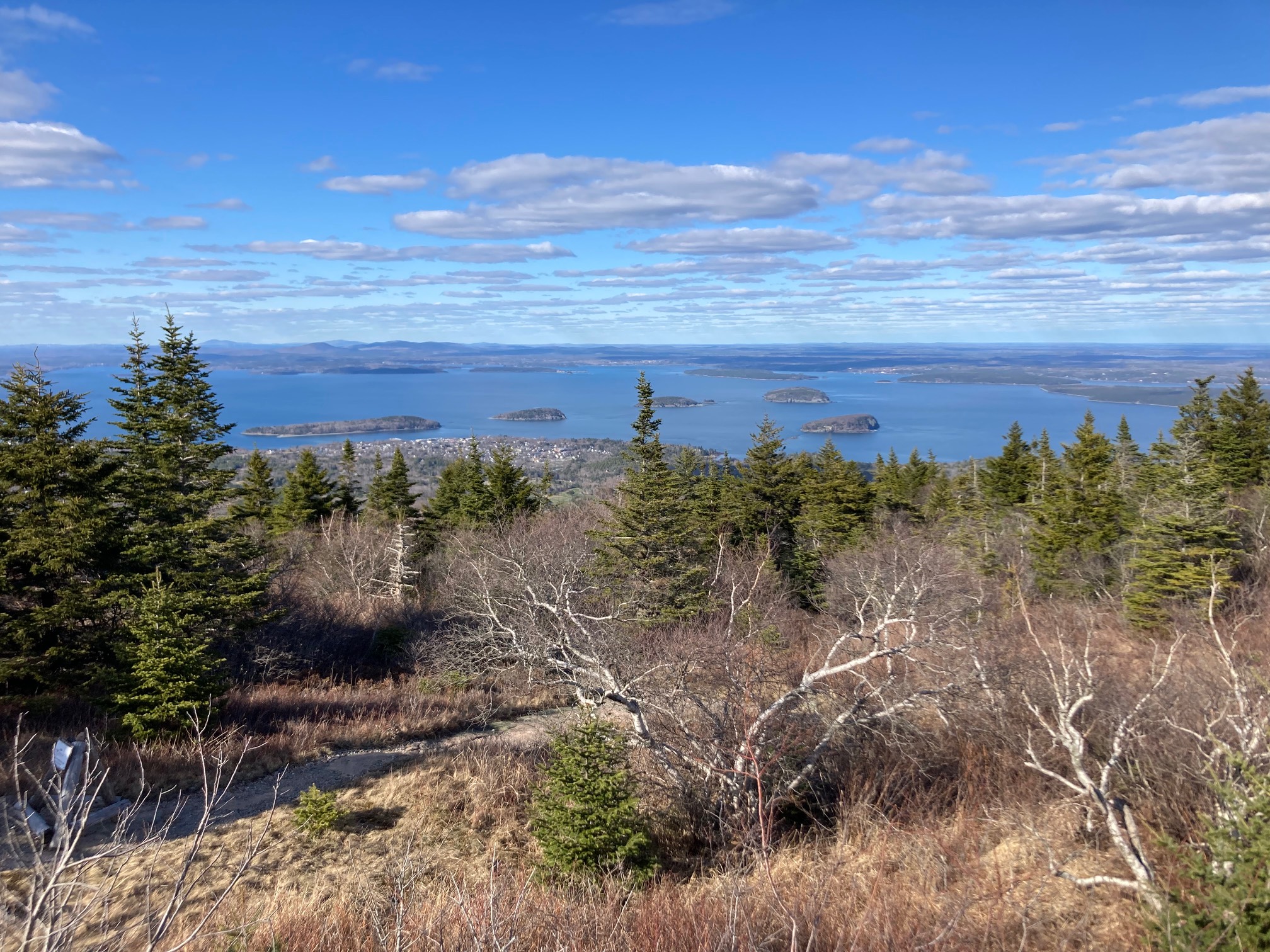 Trees on mountain by sea