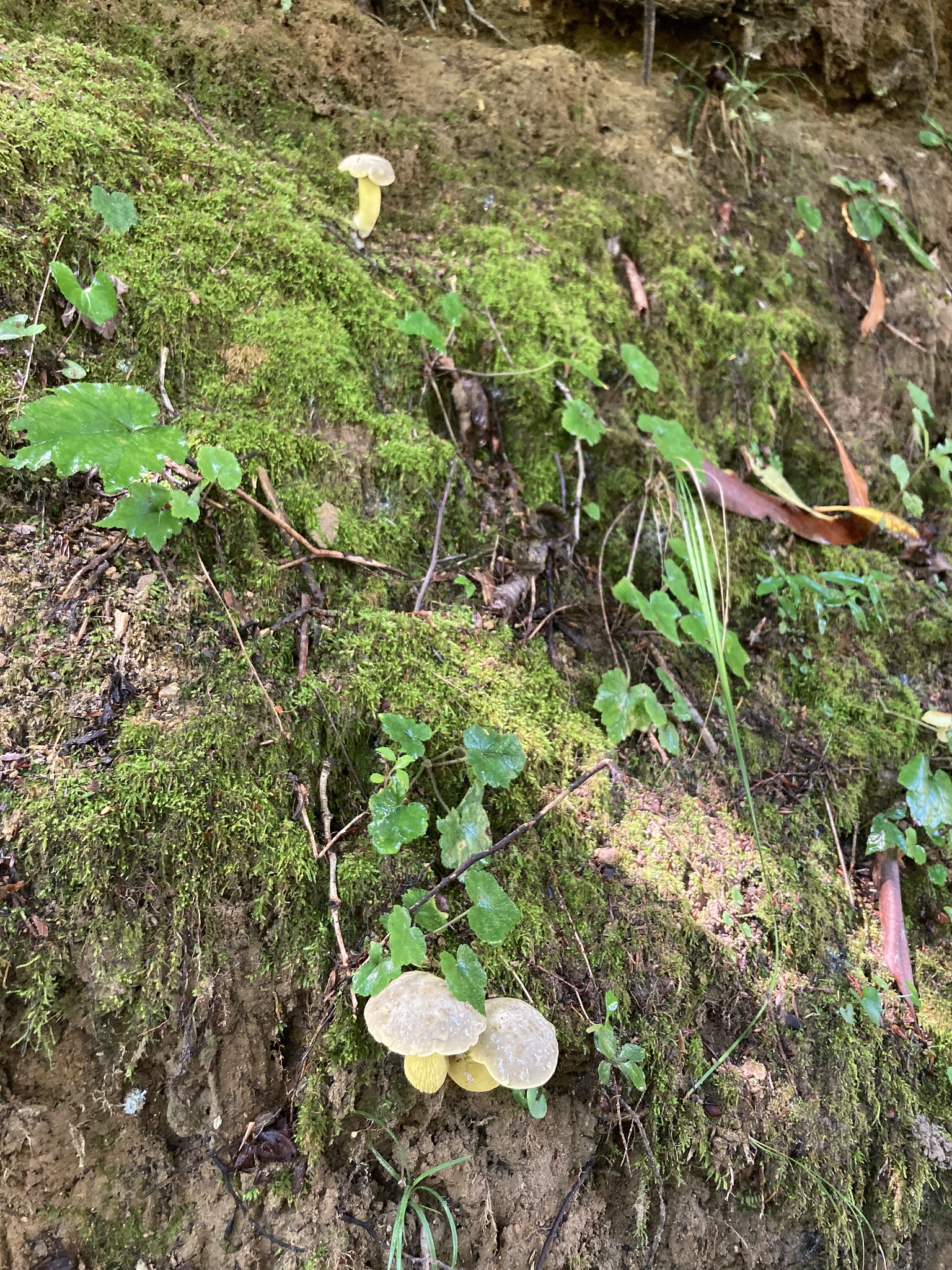 Fluorescent yellow mushrooms