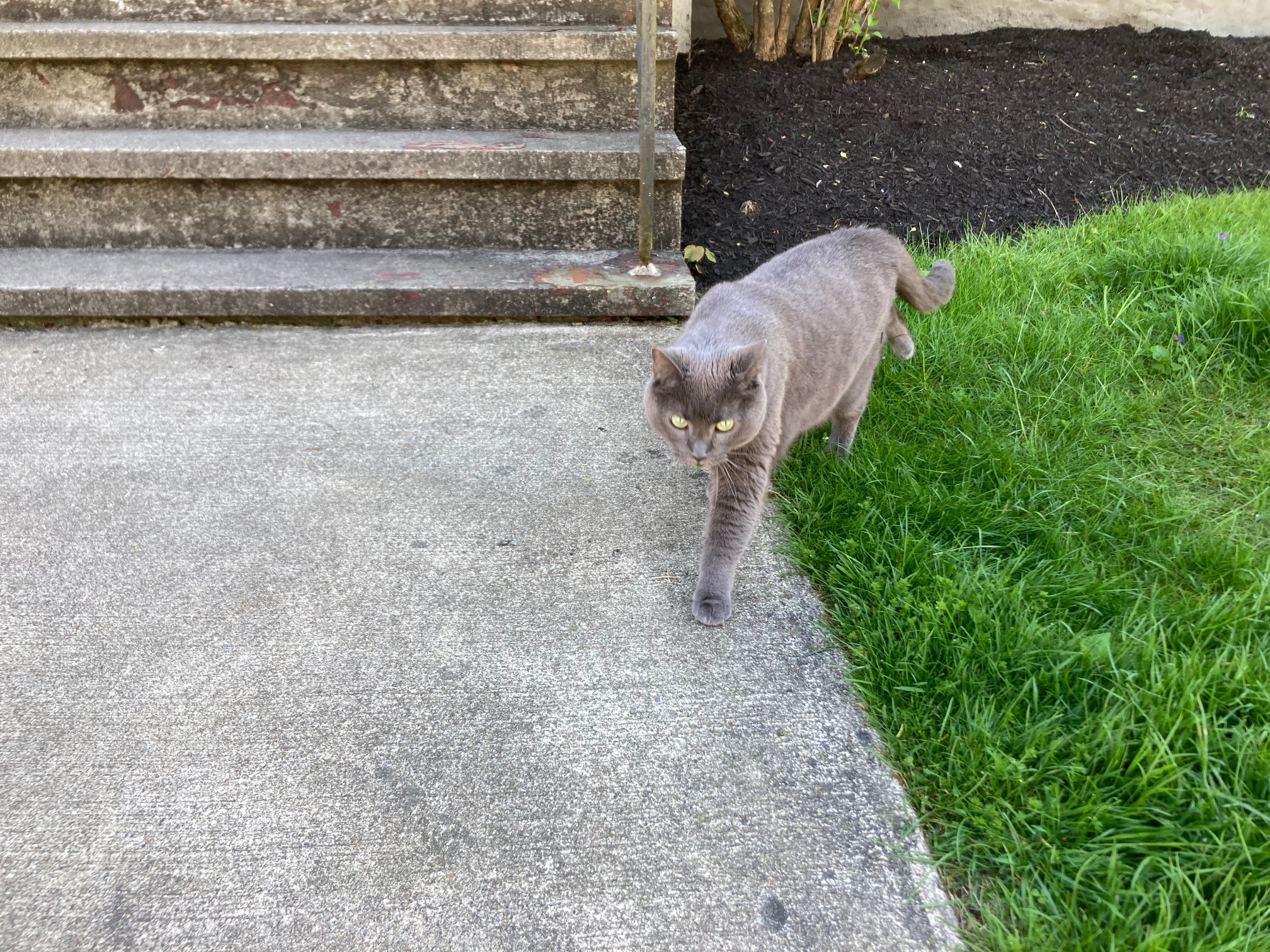 Cat walking off lawn