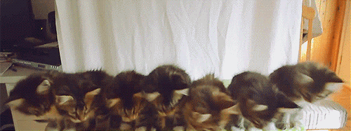 Kittens rotating heads