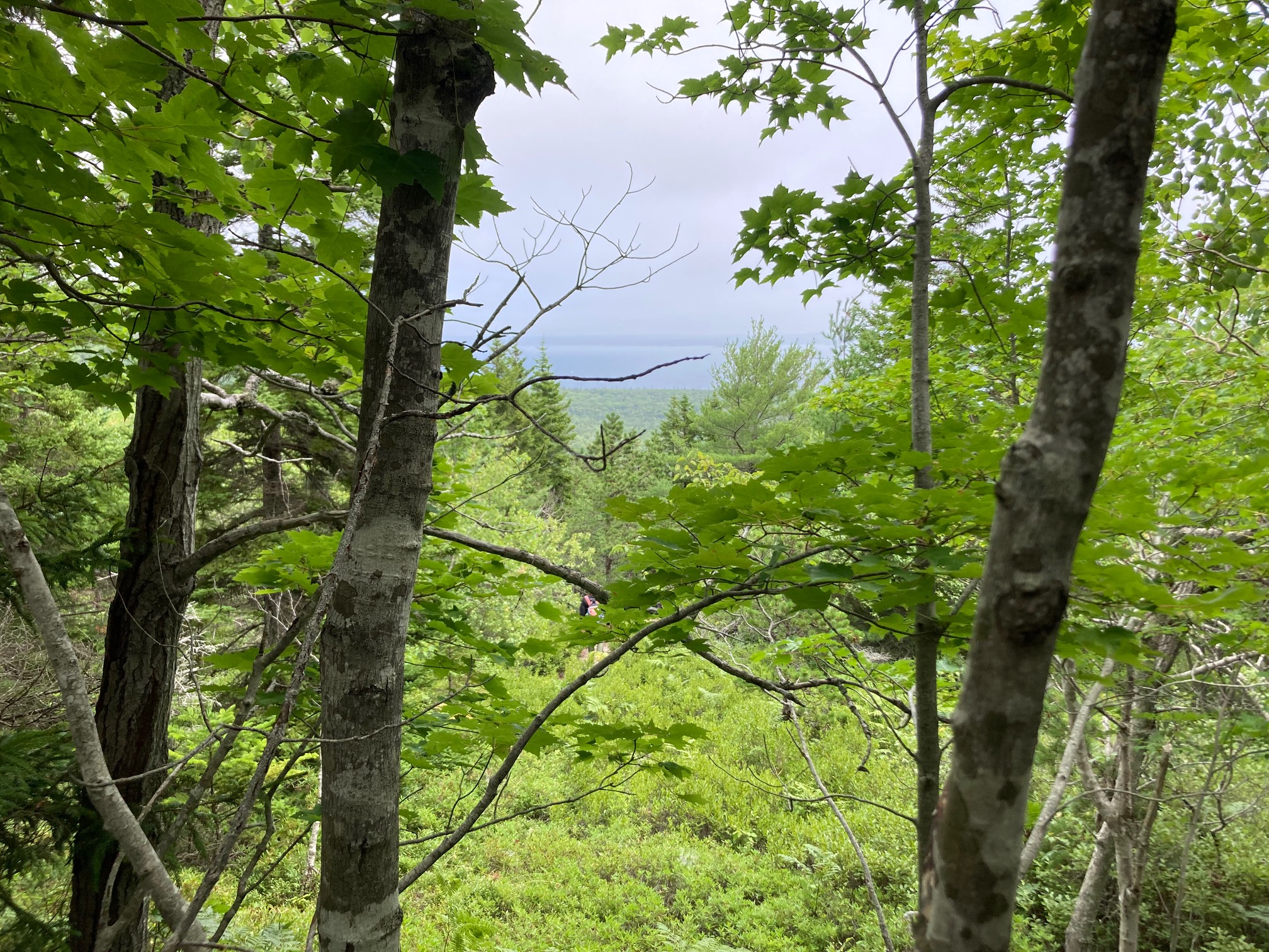 Two trees framing a view of the sea