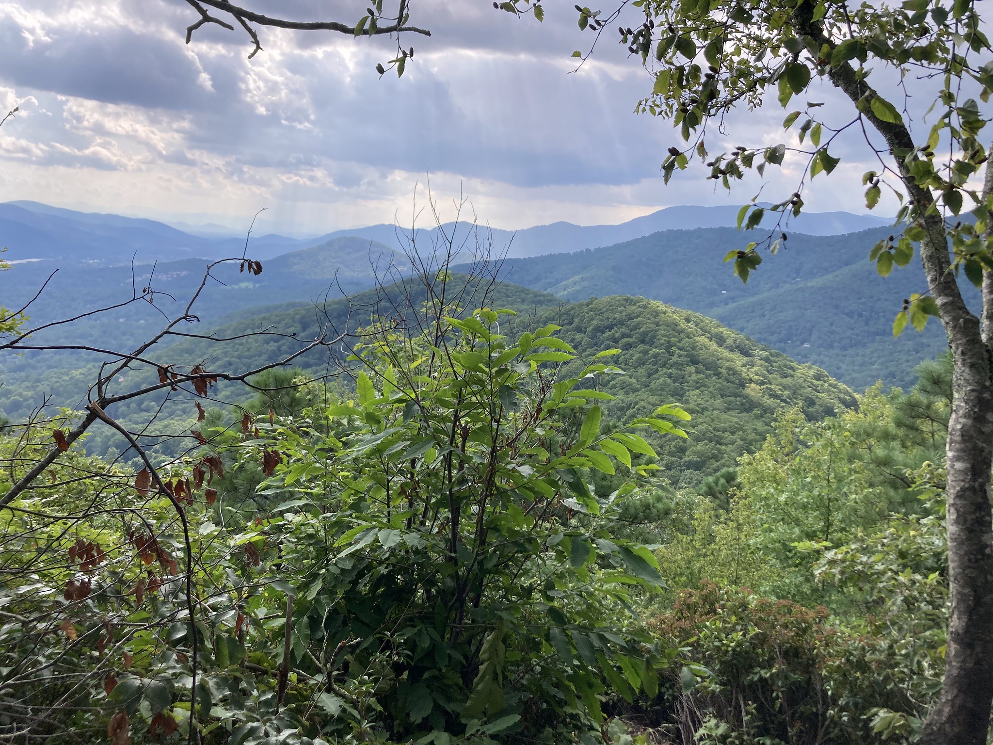 Mountains from the forest