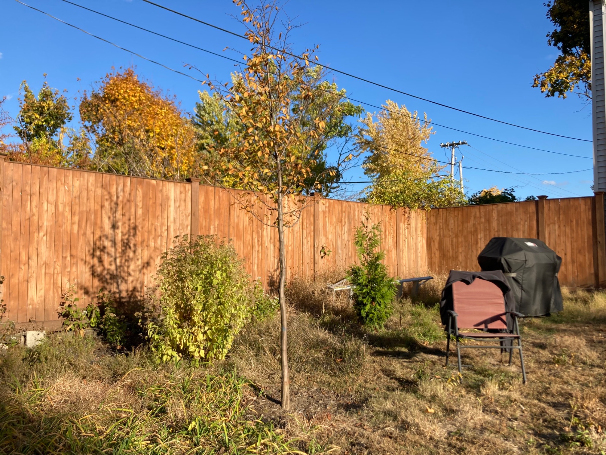 Trees of various shapes, chair, grill