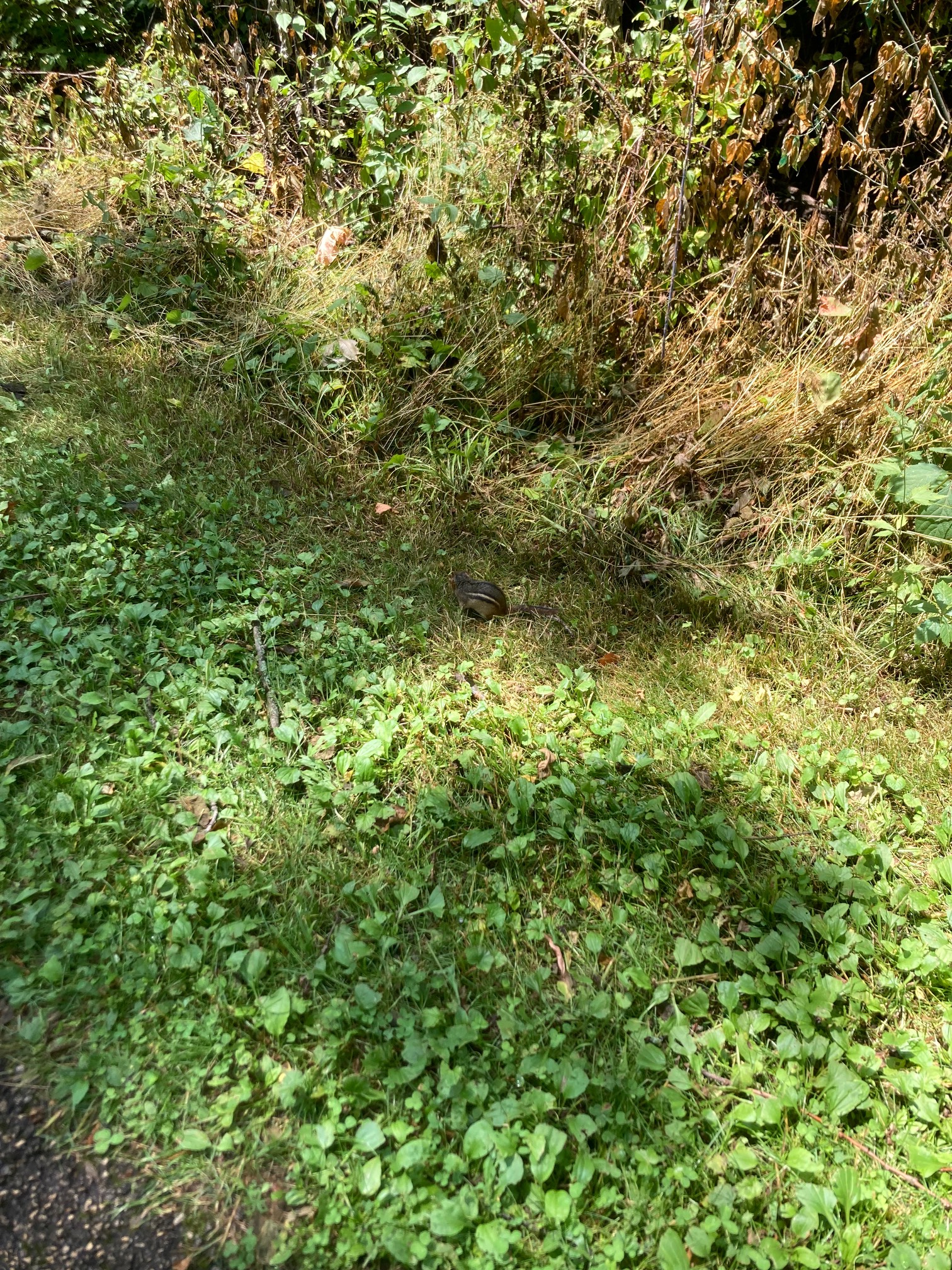 Chipmunk in woods