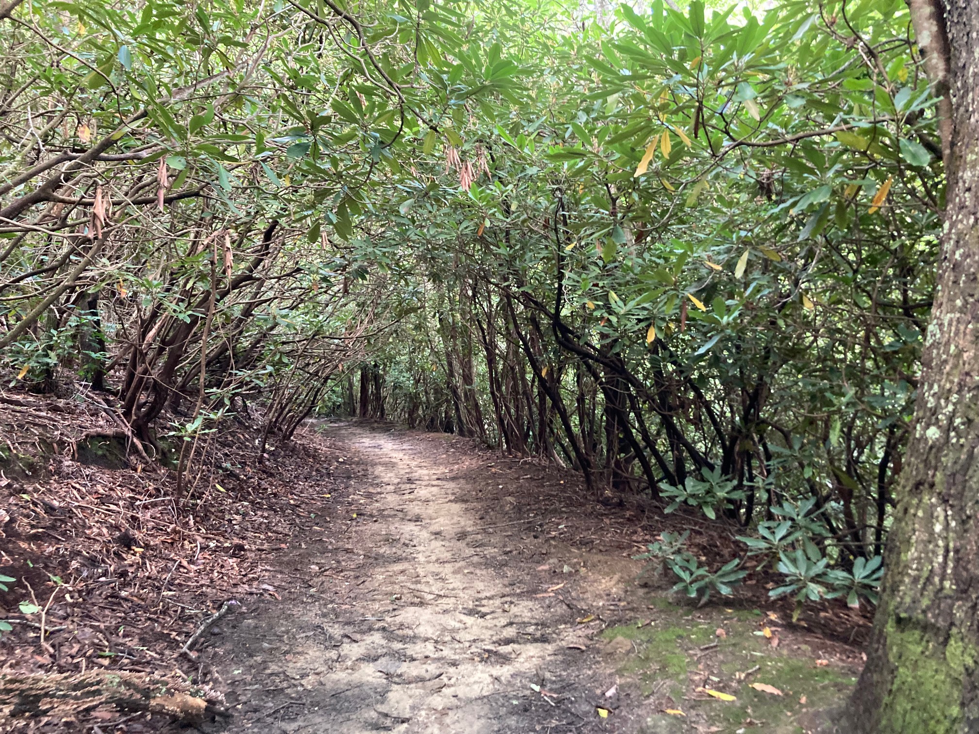 I’m a fan of these shady tree tunnel trails.