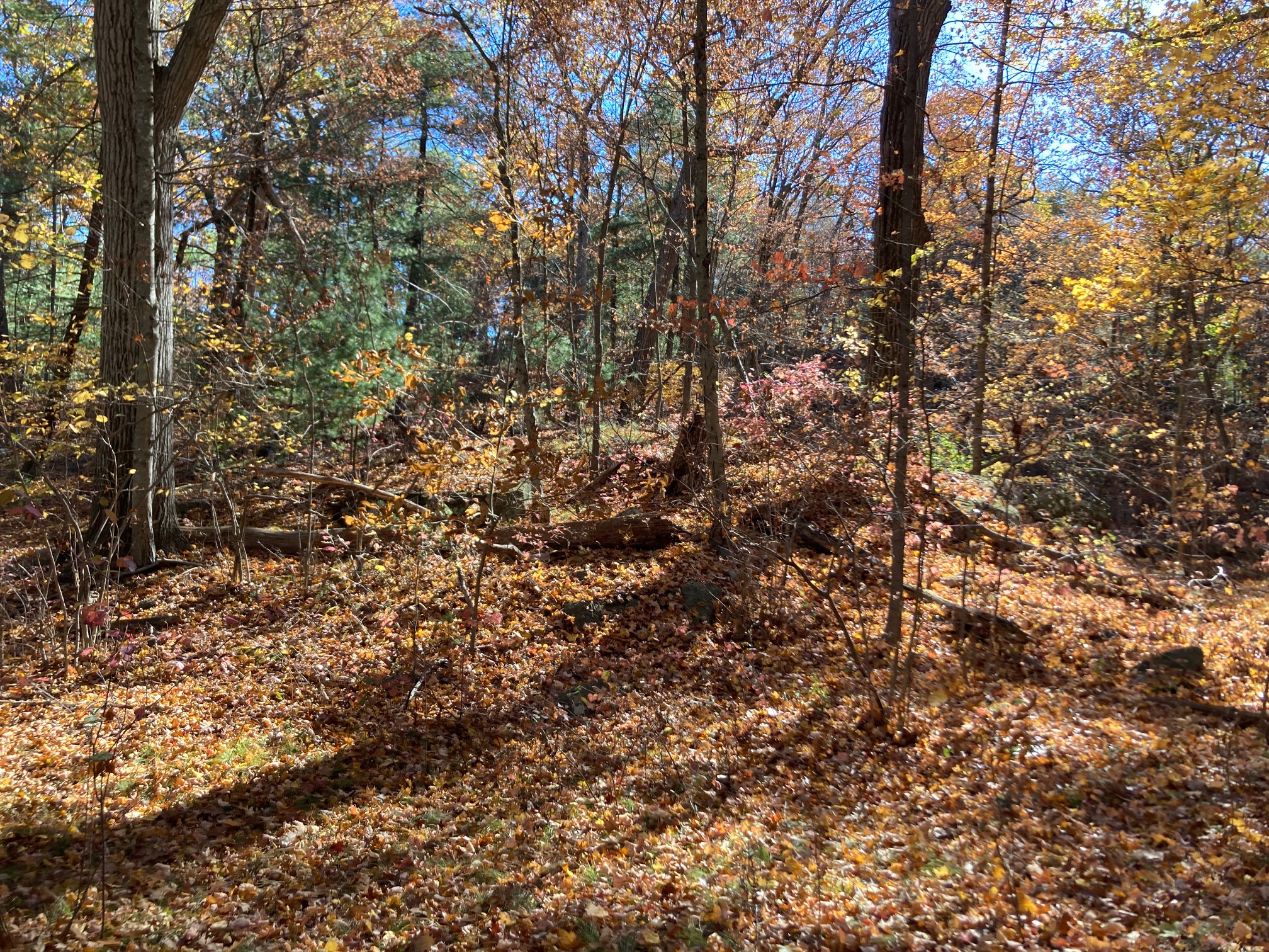 Forest with red, orange, and green leaves