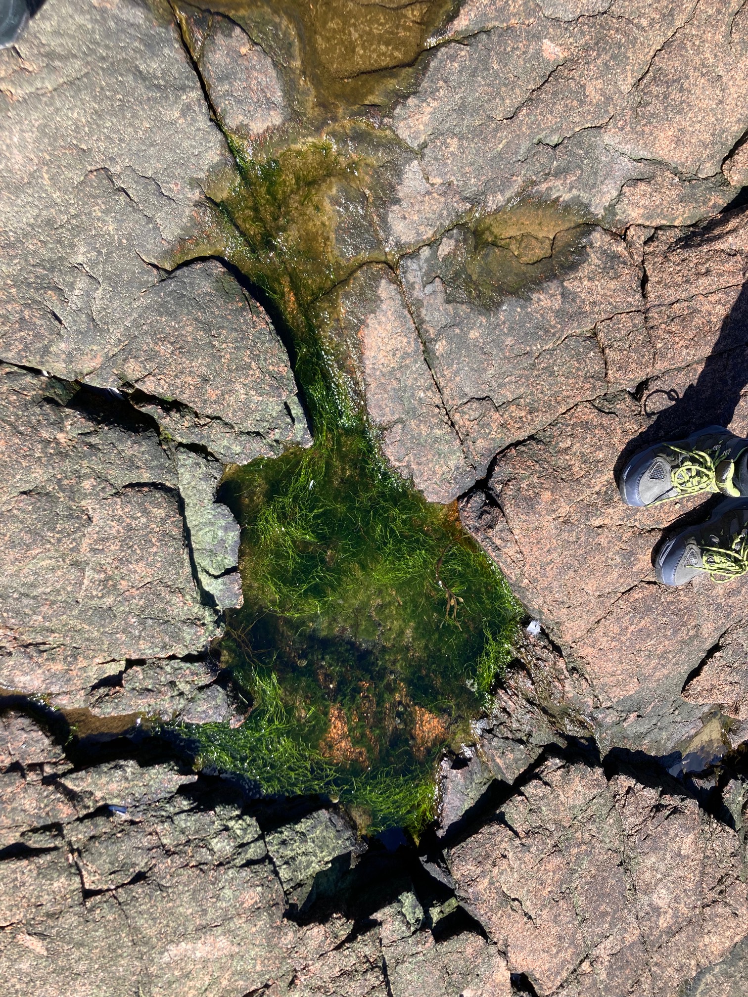Seaweeded tide pool