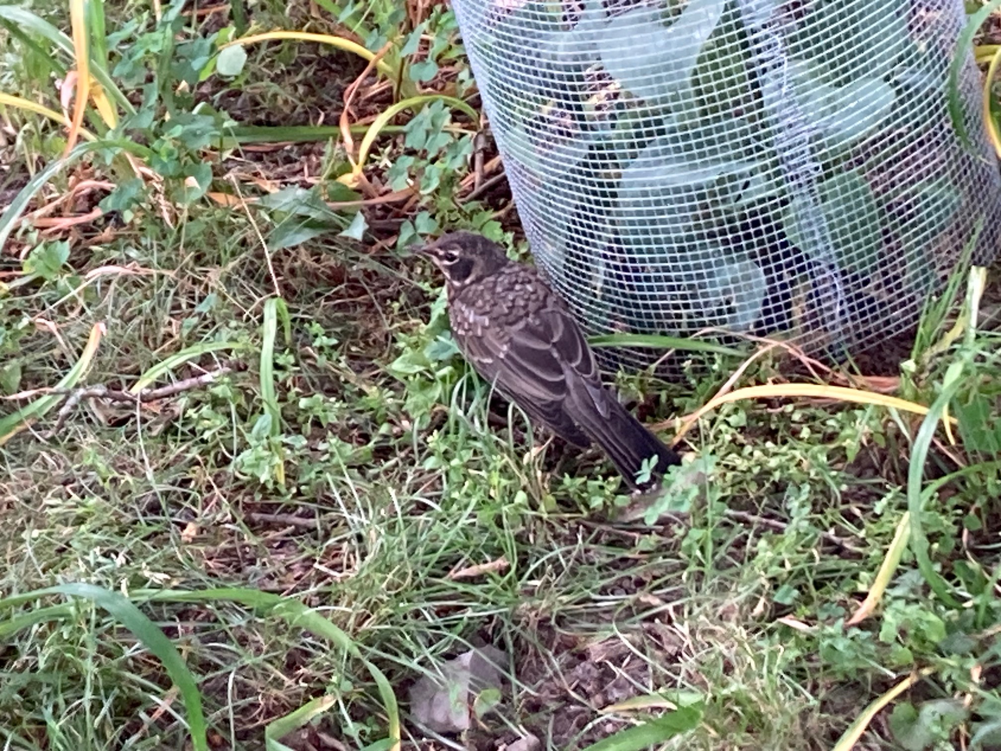 Bird with black beak