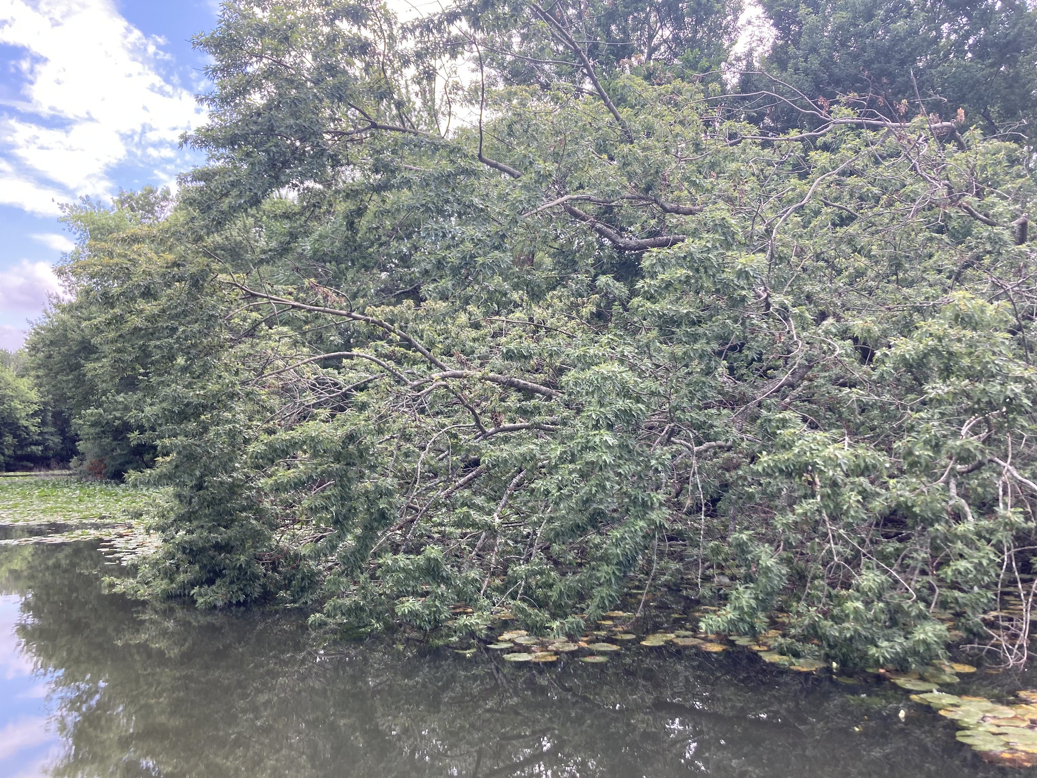 Tree growing sideways over water