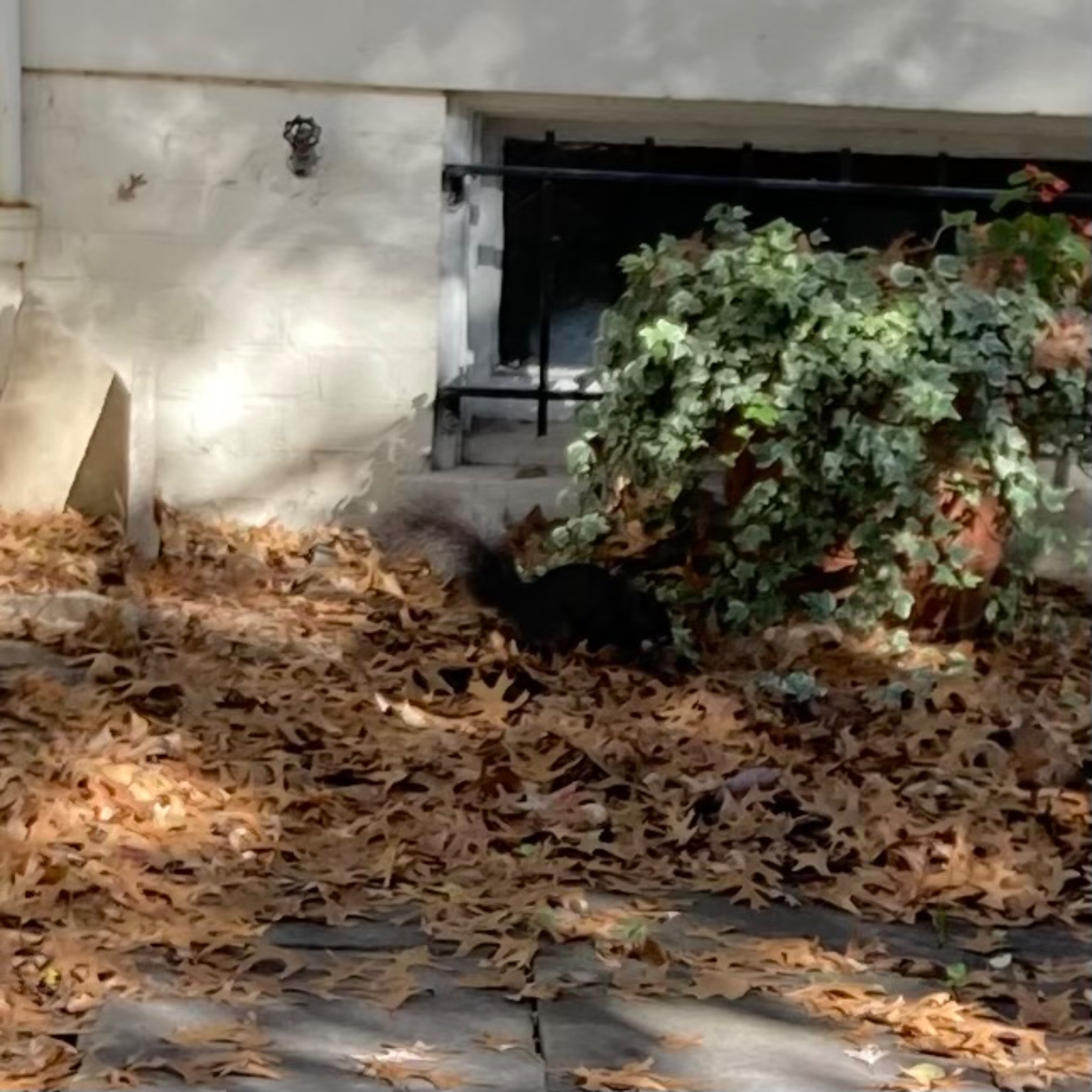 The Capitol Black Squirrel. The photo is not very good because it’s a cryptozoology tradition.