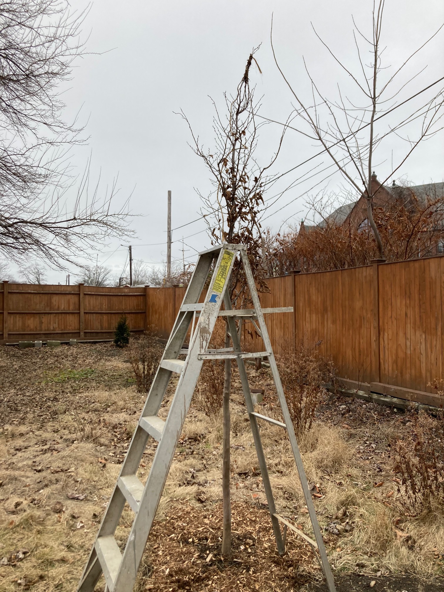 It’s been surprisingly challenging to get this last bit of rope off of our new tree.