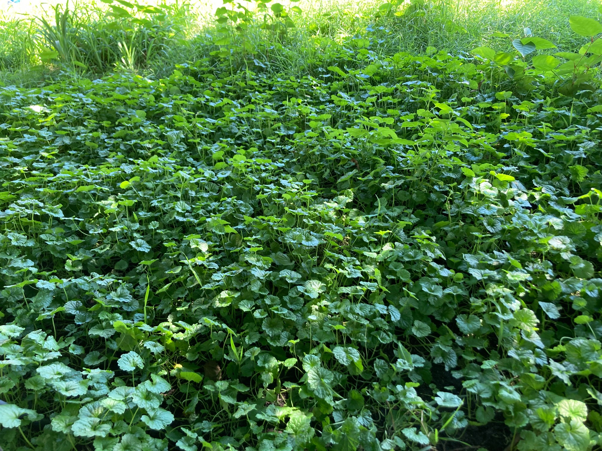 Lots of this stuff in the bench area.