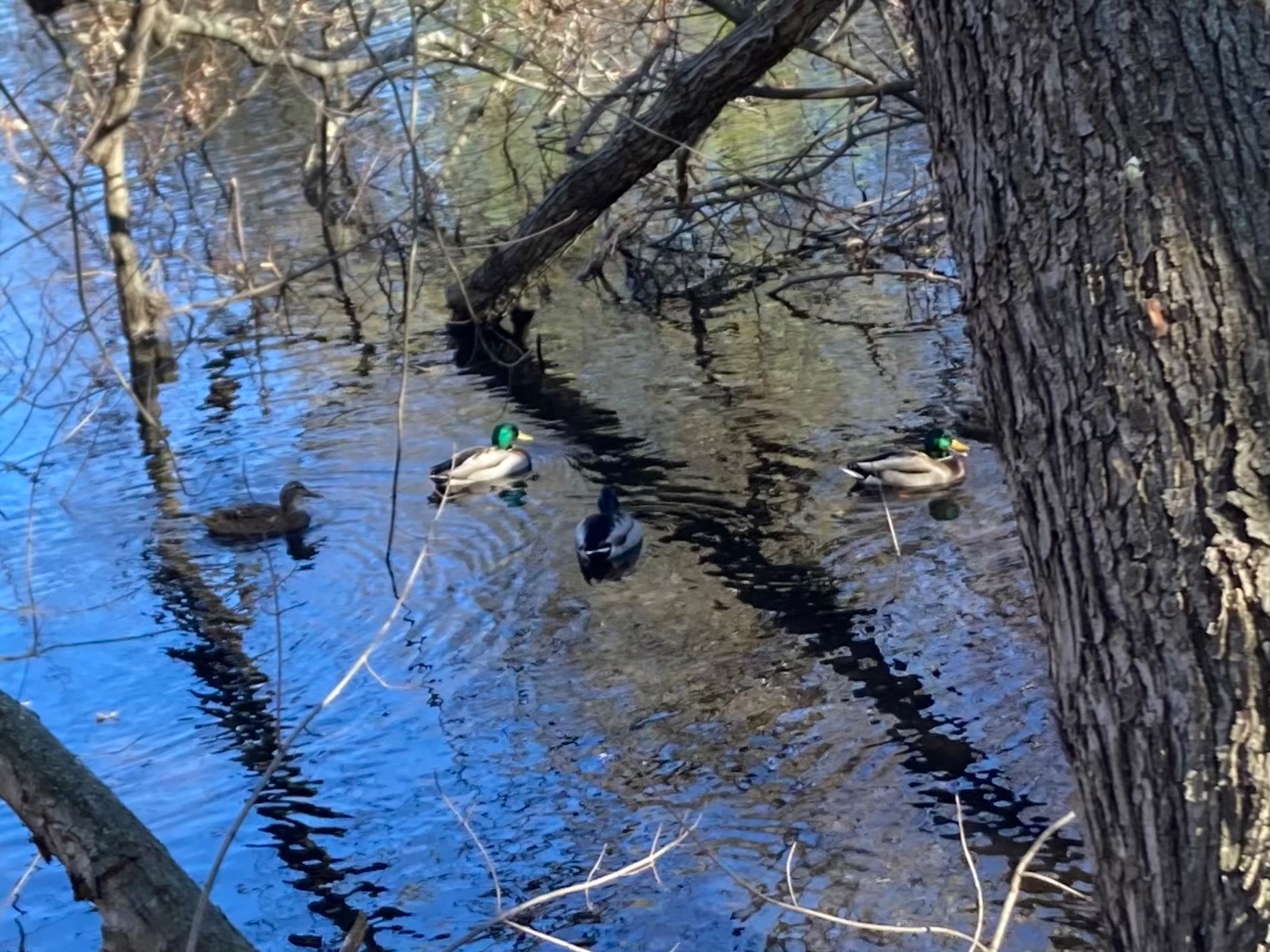Female and male ducks on the water