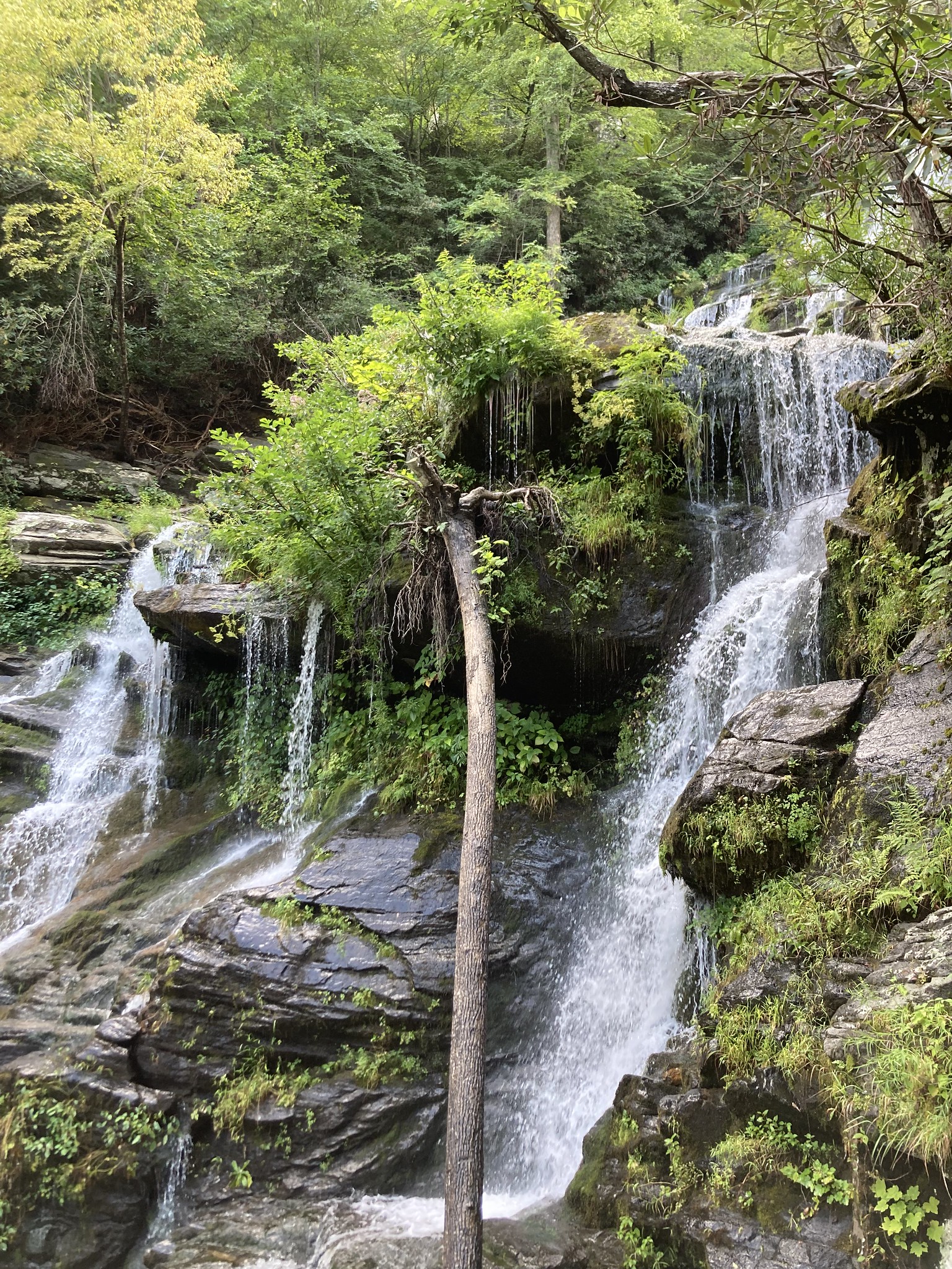 This tree looked like it made it a long time rooted in the rocks, but it's time came.