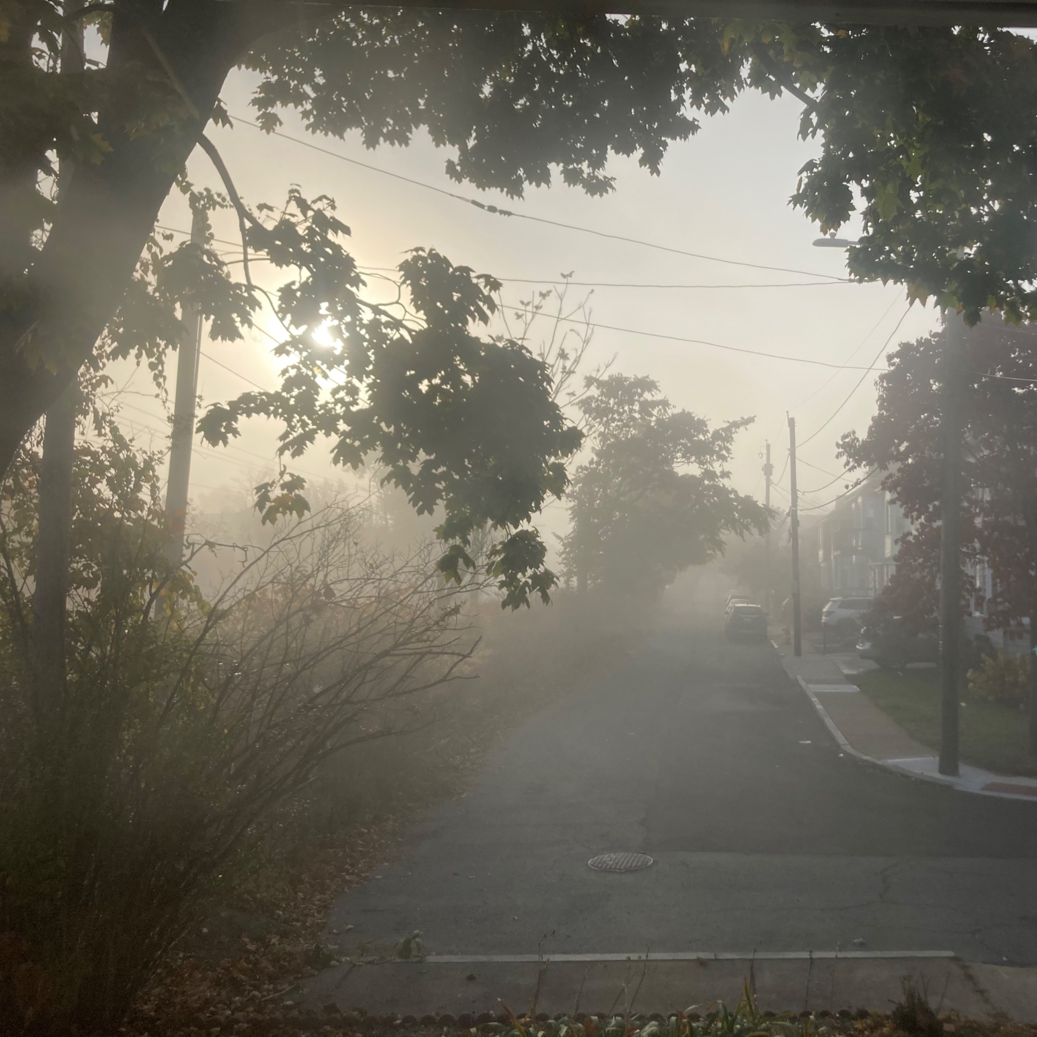 Street and trees with sun obscured by fog