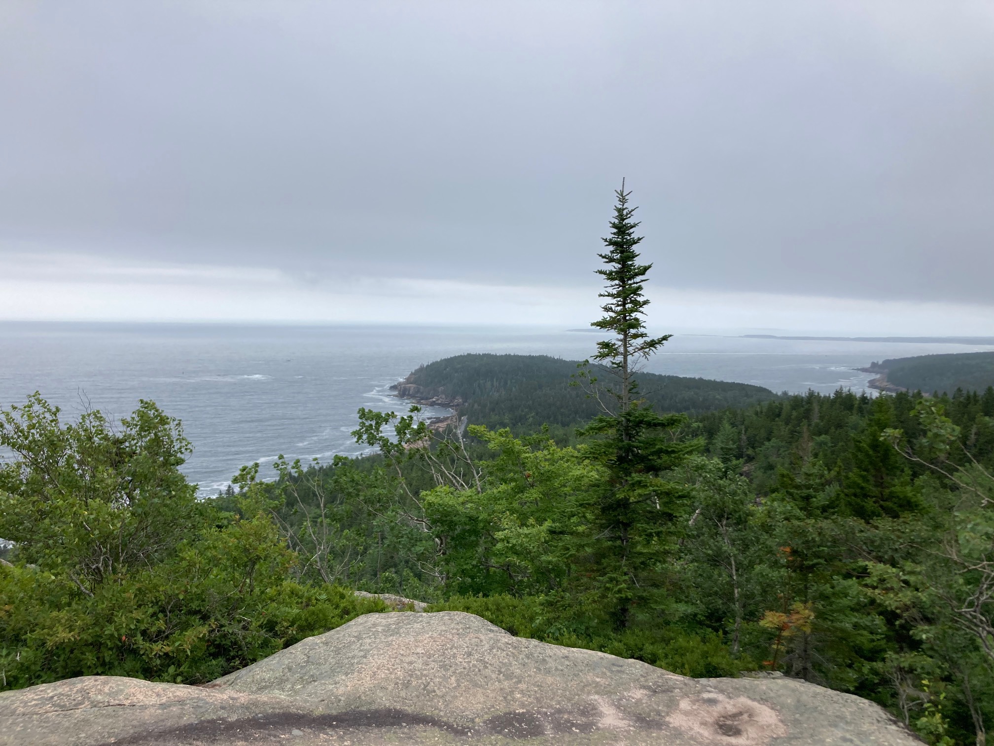 Shore, trees, fog