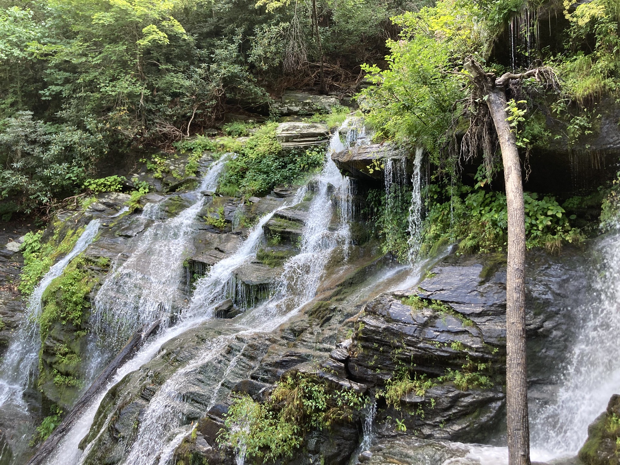 Waterfalls with plants growing on the rocks