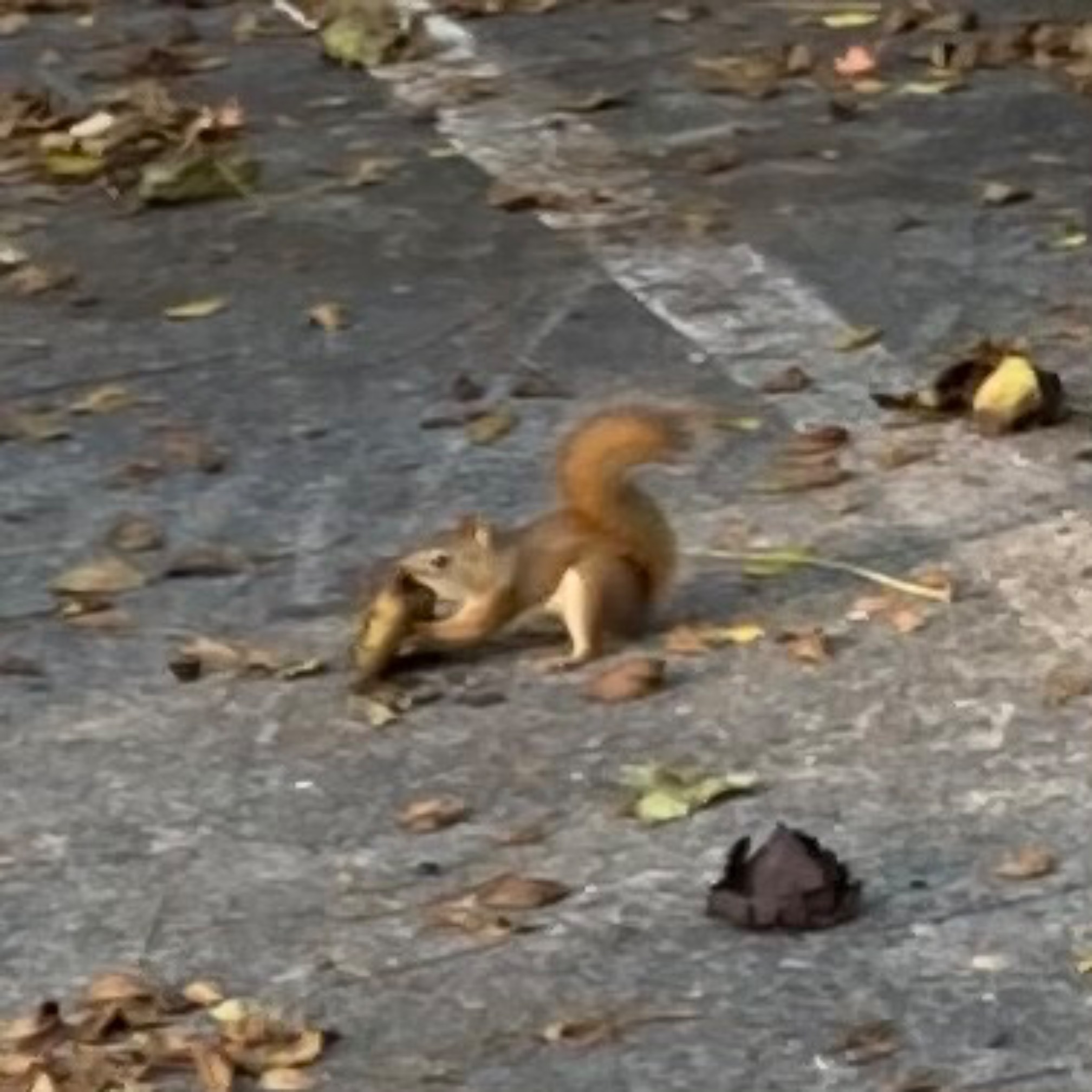 Squirrel in parking lot