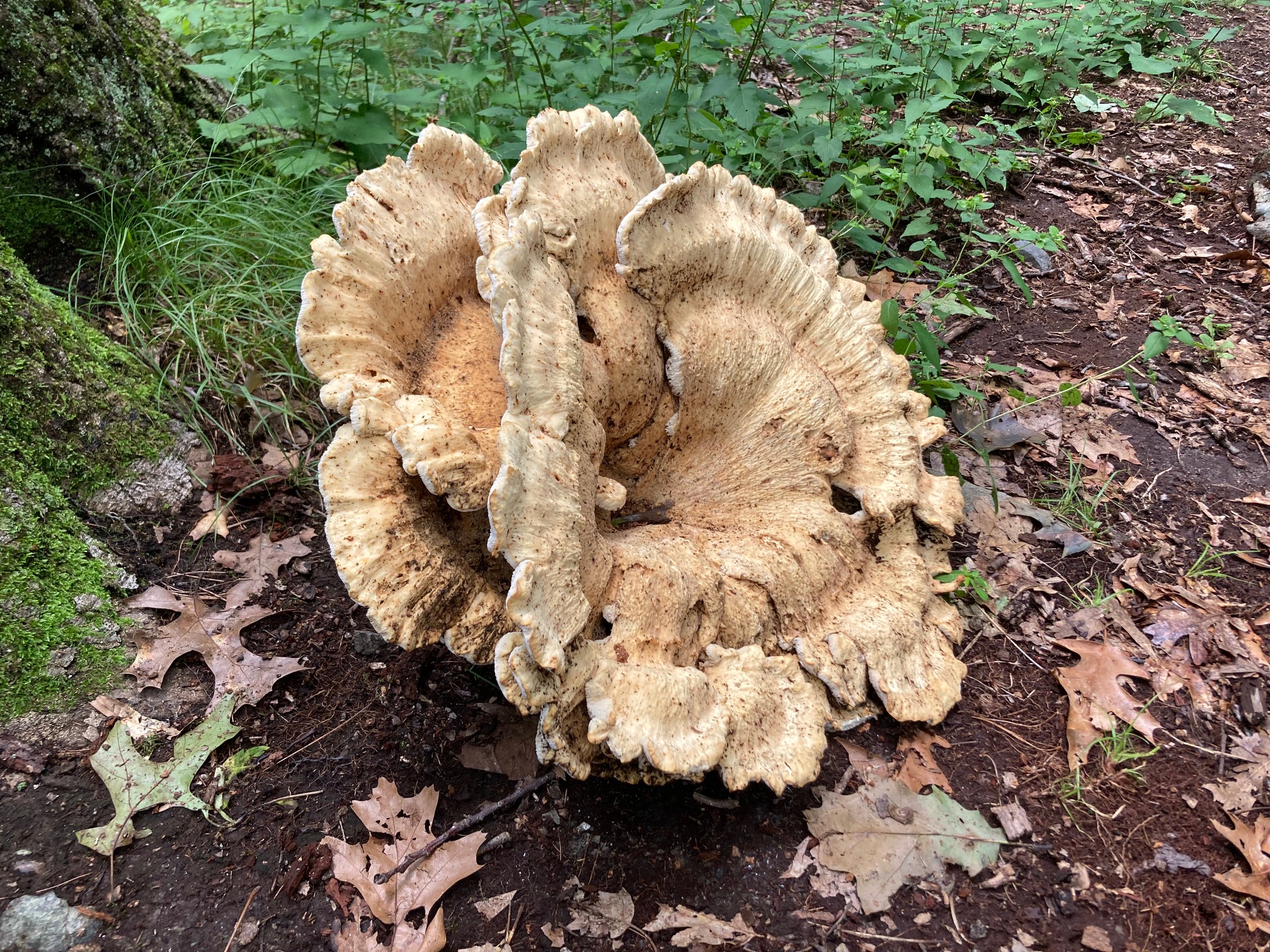 Nature’s cornucopia