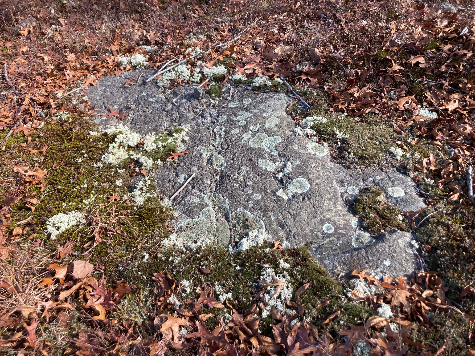 Lichen, moss
