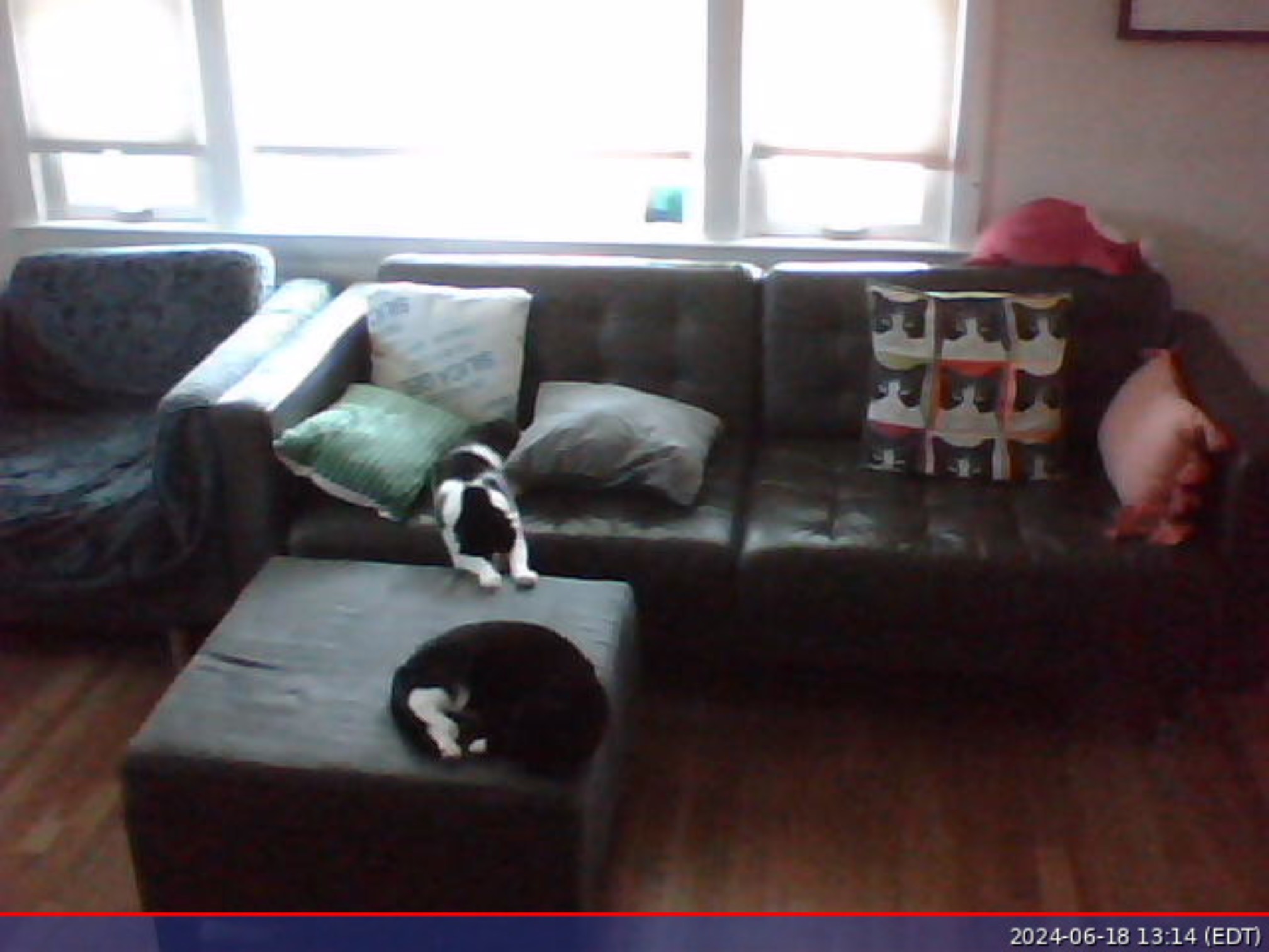 Living room with two cats, one stretching across a gap between the couch and otyoman