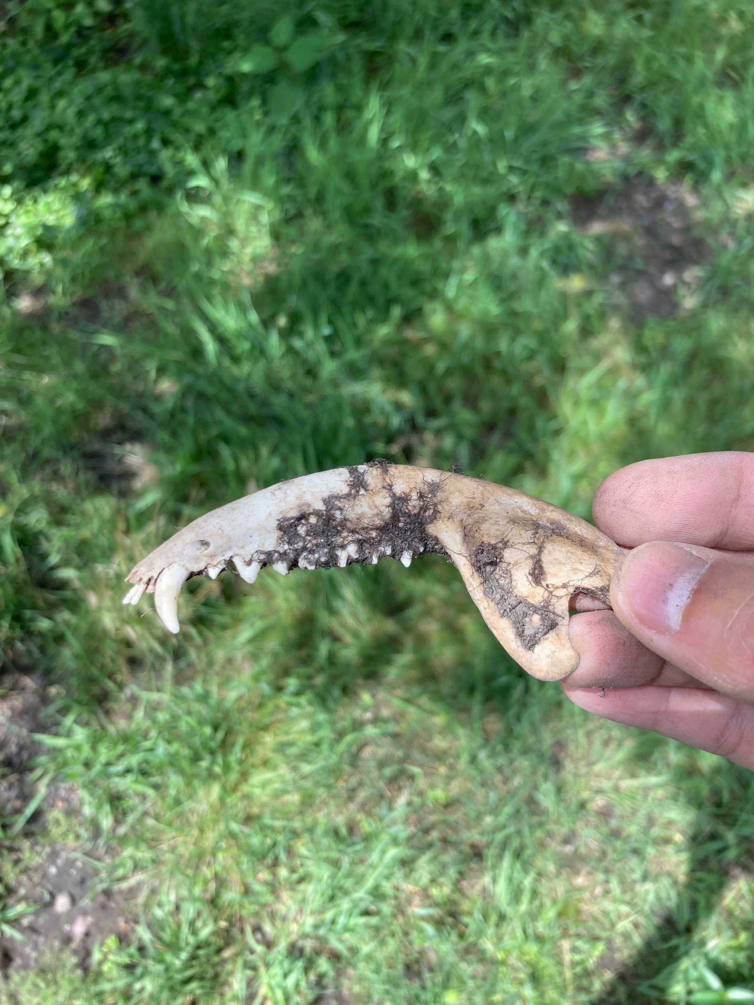 Unknown skull found