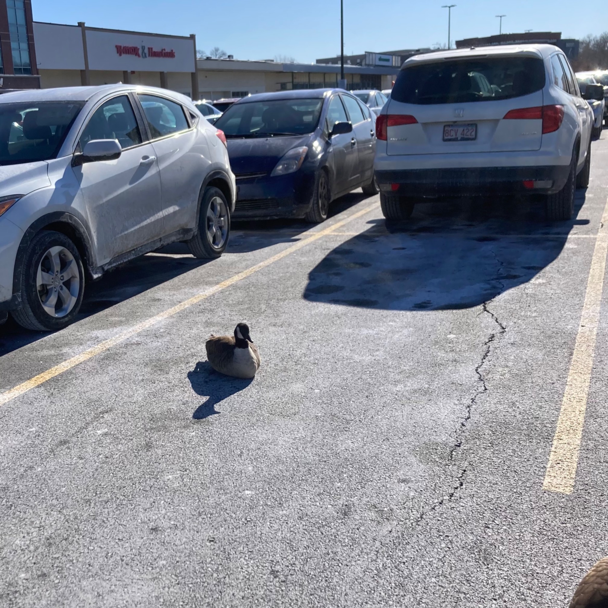 Goose in parking space