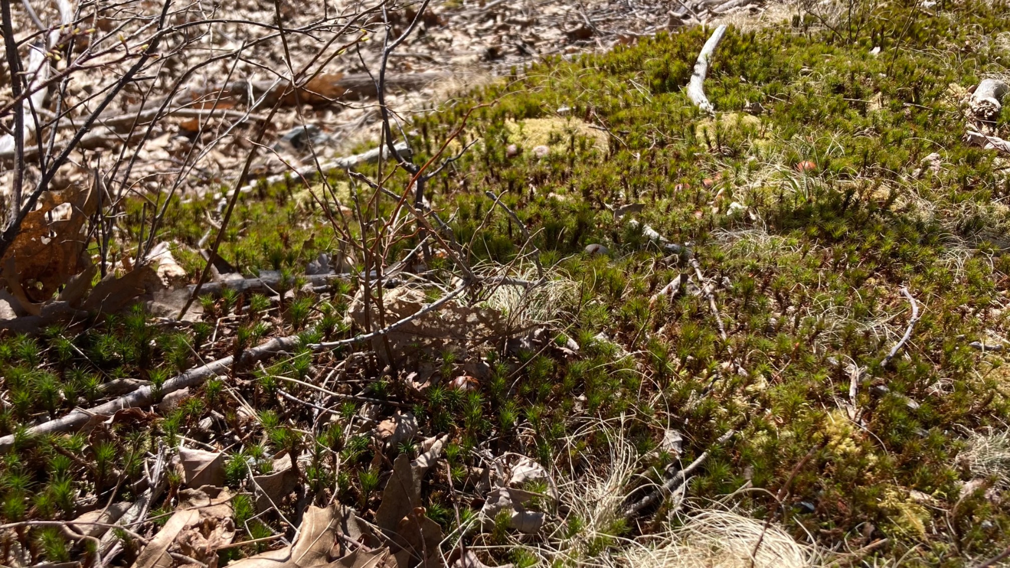 Tall moss that look like little trees