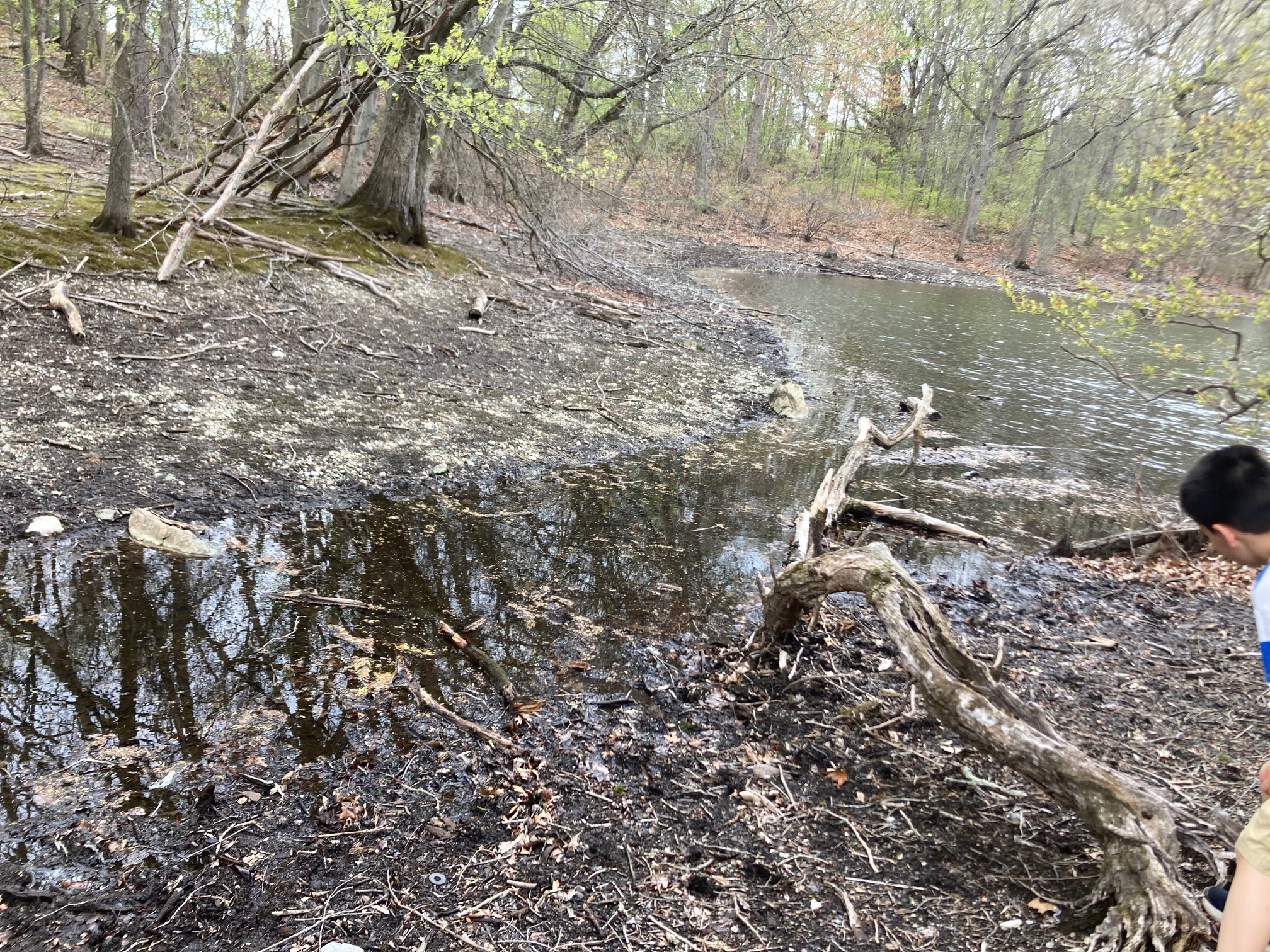 Small stream with sticks in it