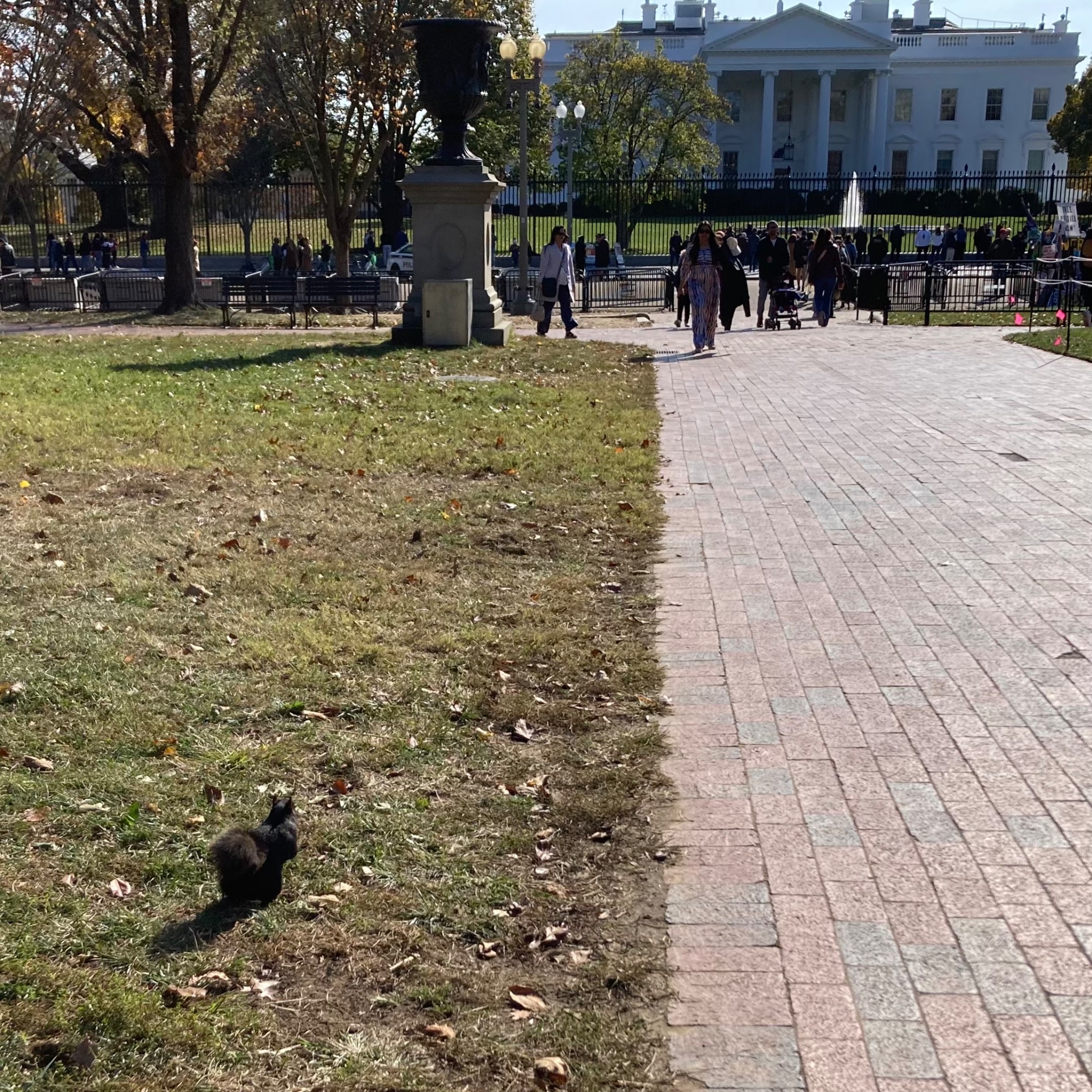 White House, Black Squirrel