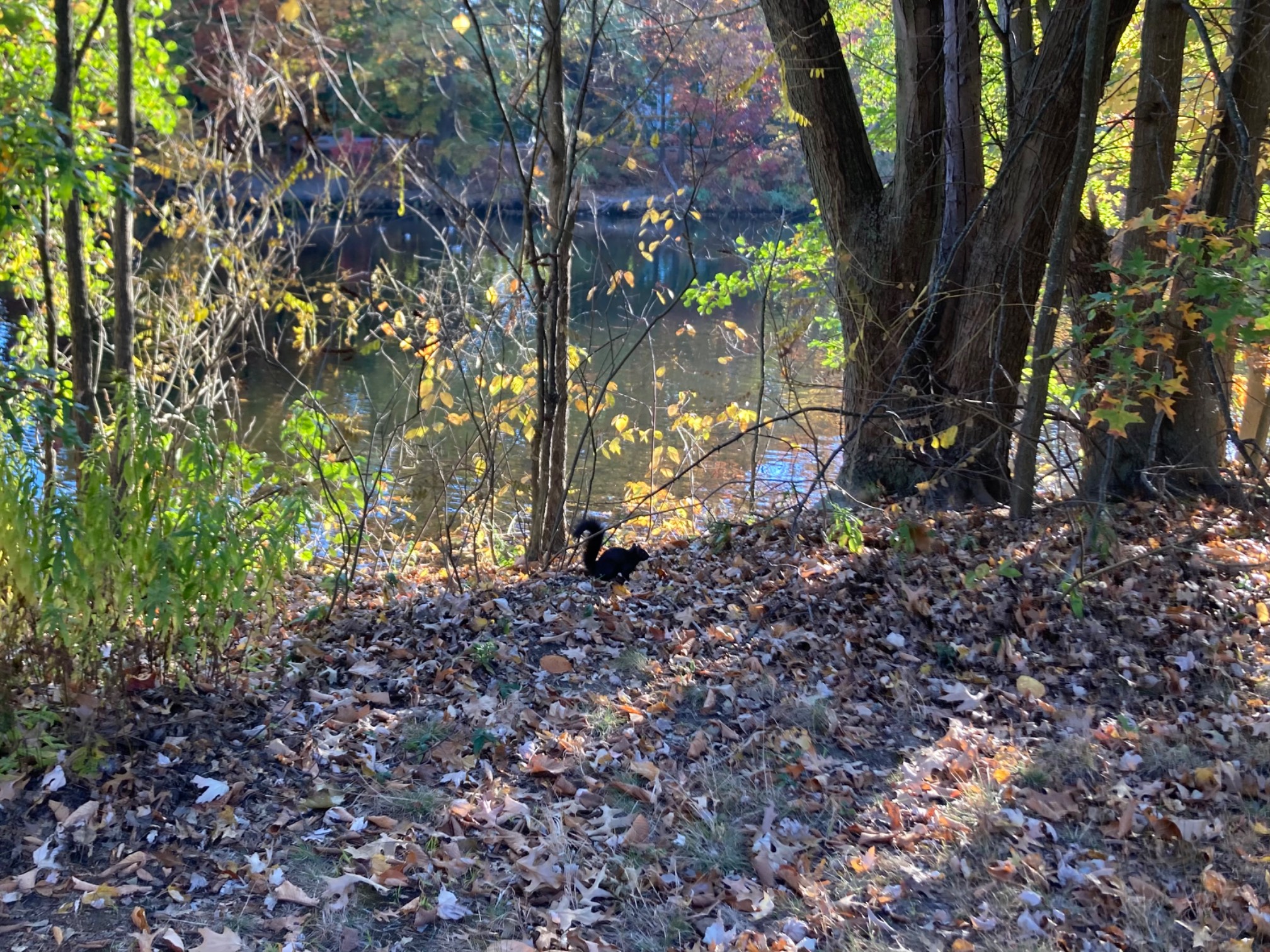 Black squirrel on leaf-covered banks by river