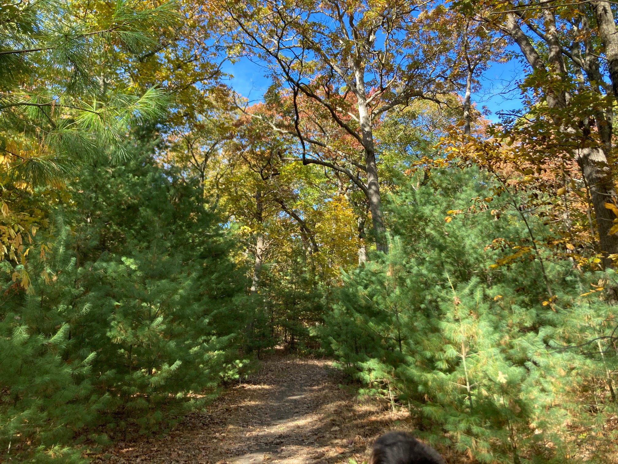 Deciduous trees, with evergreen trees in front of them