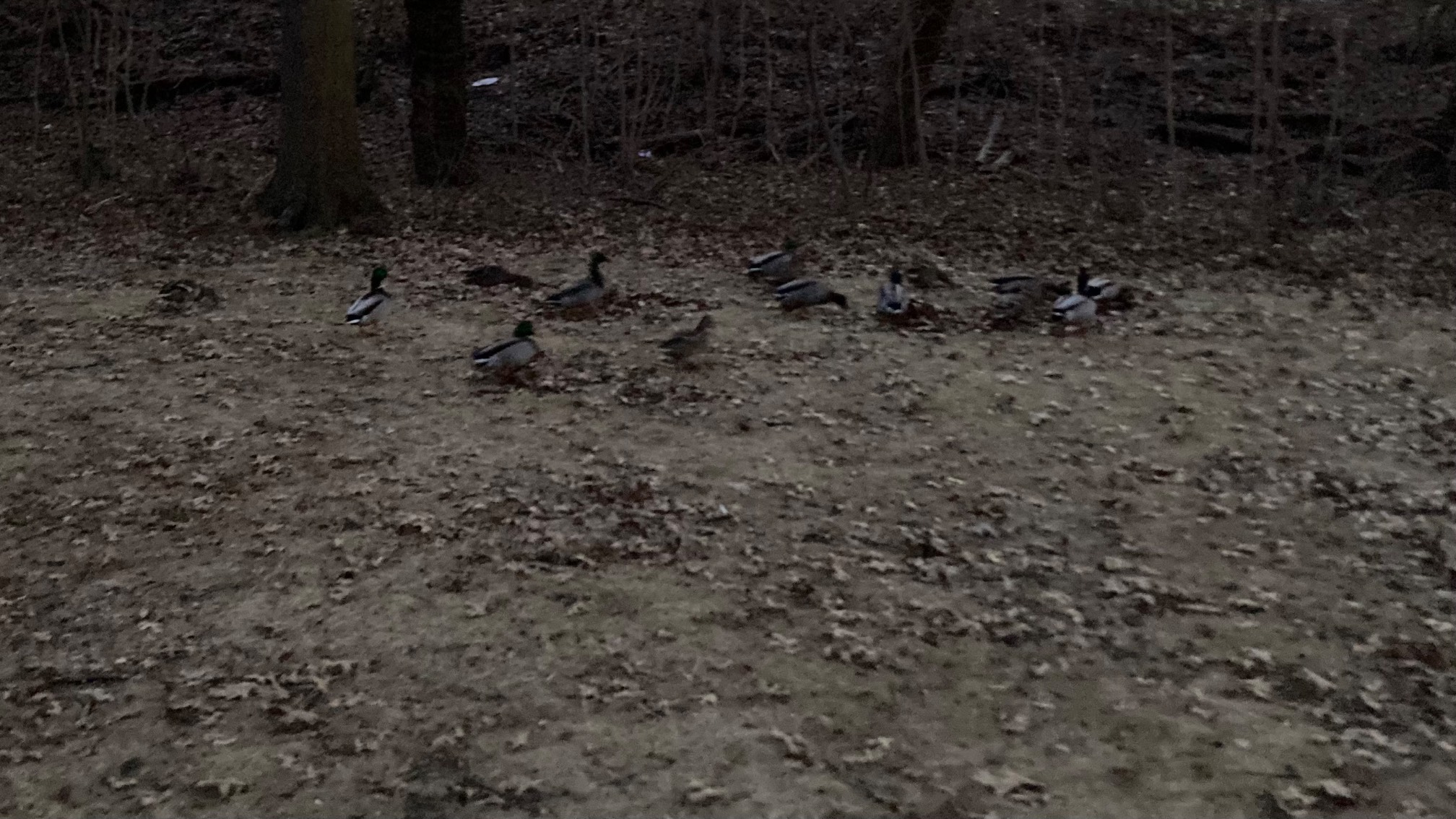 Junior calisthenics, 18-minute run, 12 pull-ups. It was so late the ducks were getting out of the river to go home.Now that I think of it, where do ducks actually live? It is a mystery.