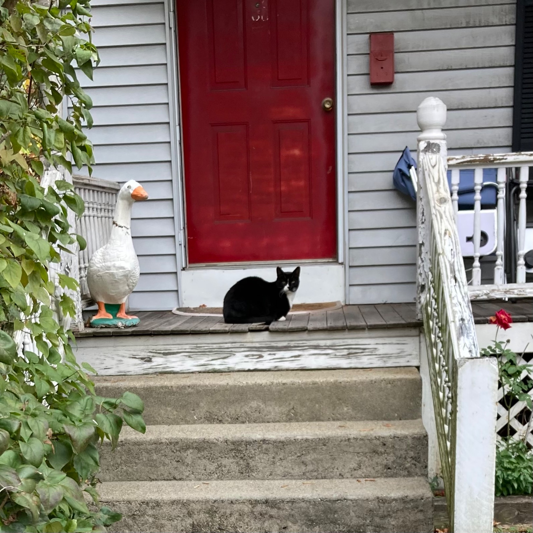 Goose, cat
