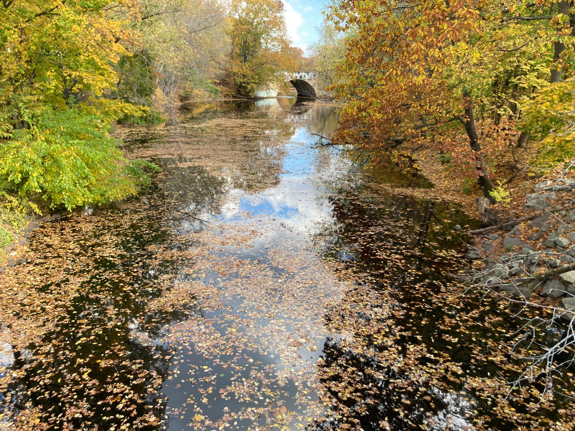 The river got leafed the heck up!