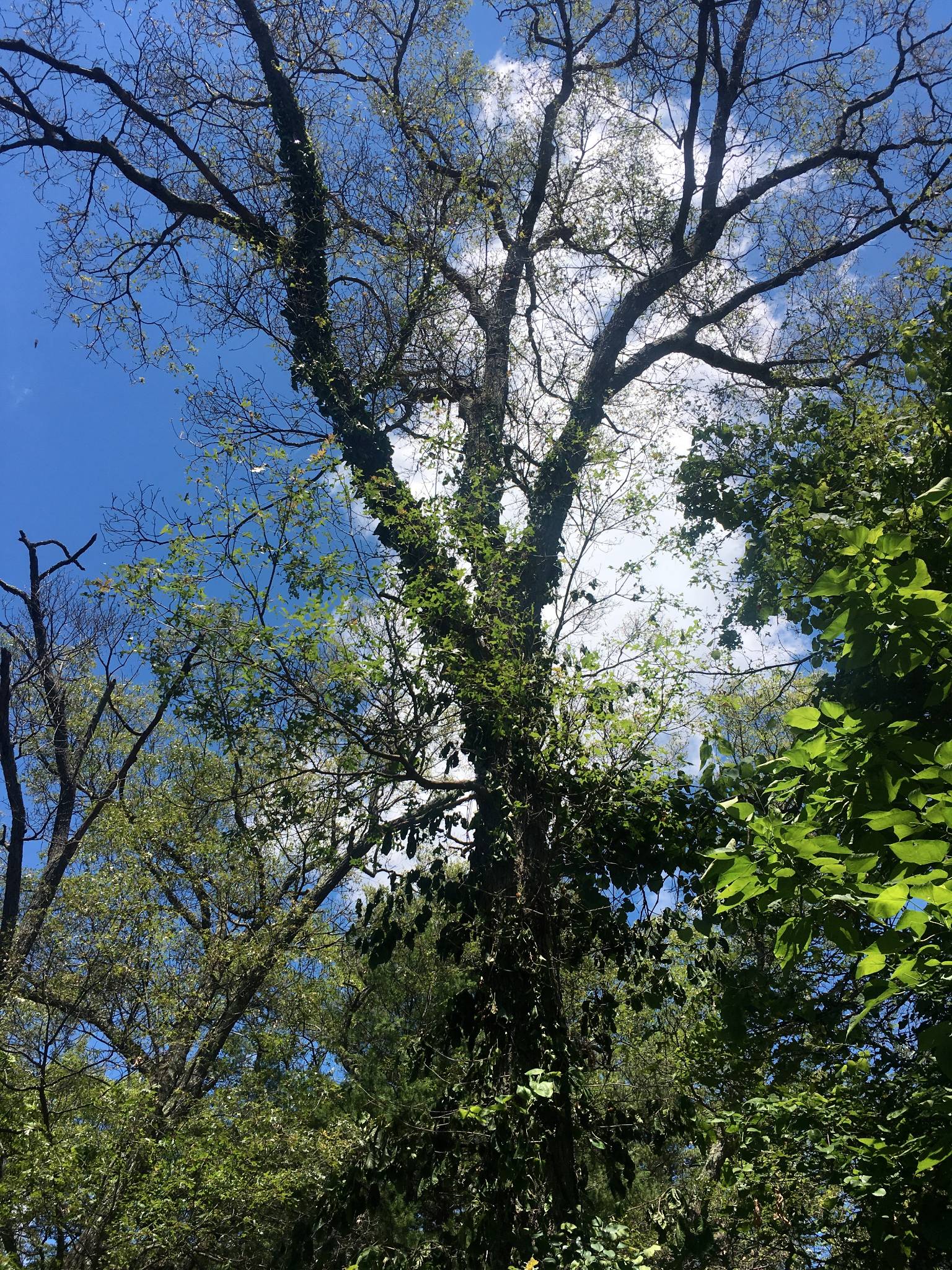 From the lost files recovery effort: I stumbled upon one of my favorite tree pictures. And I know I 