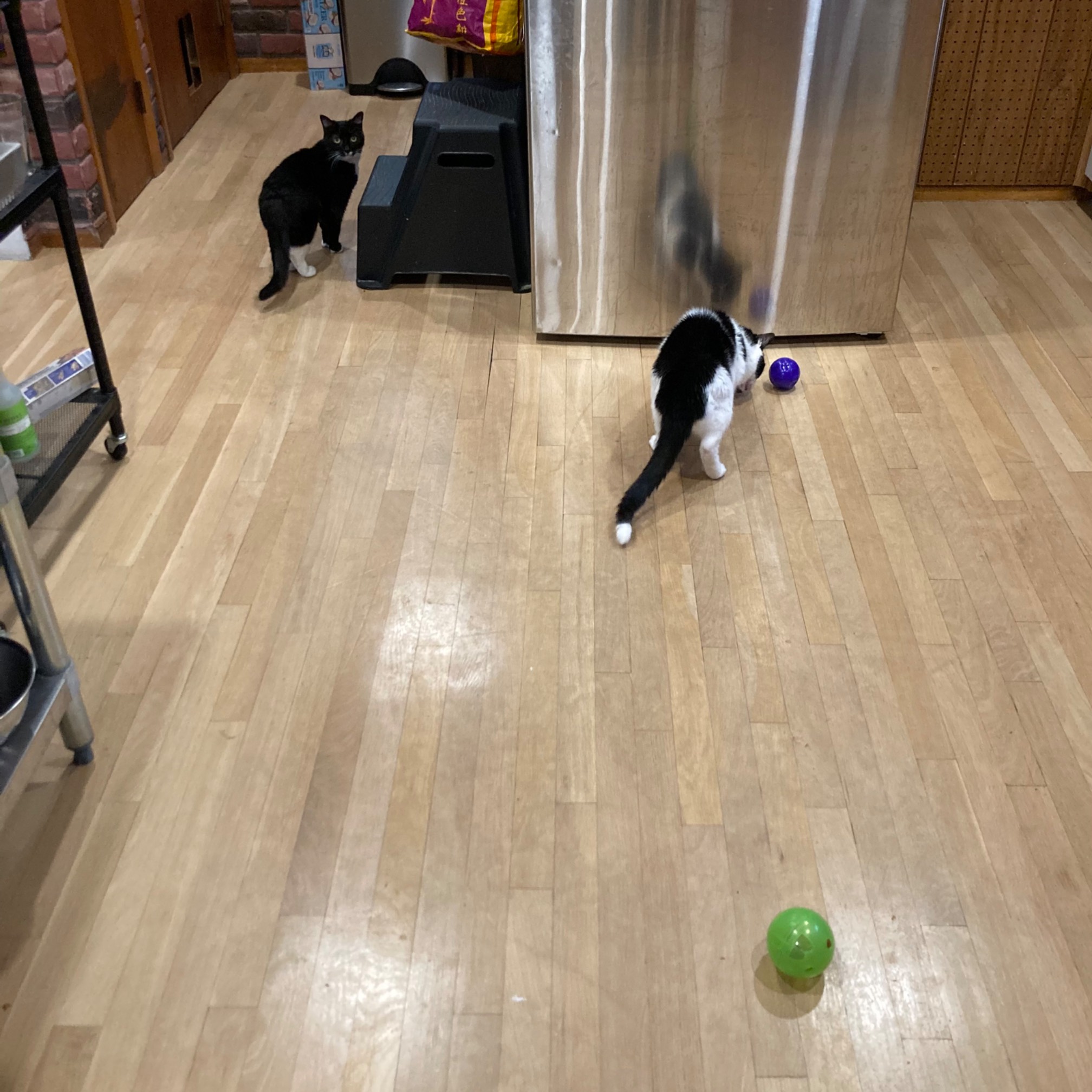 Two cats and two plastic balls on floor