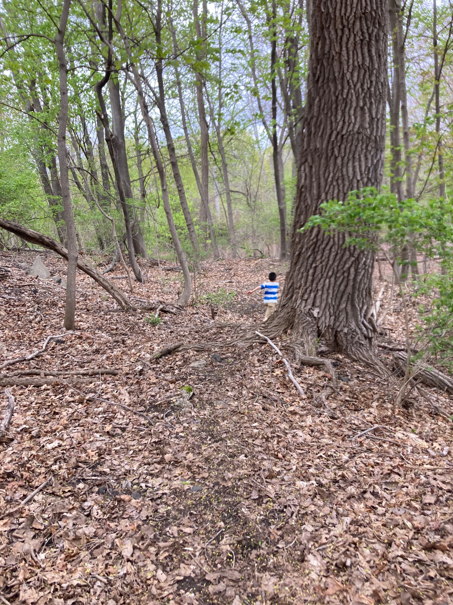 Forest with kid in the distance