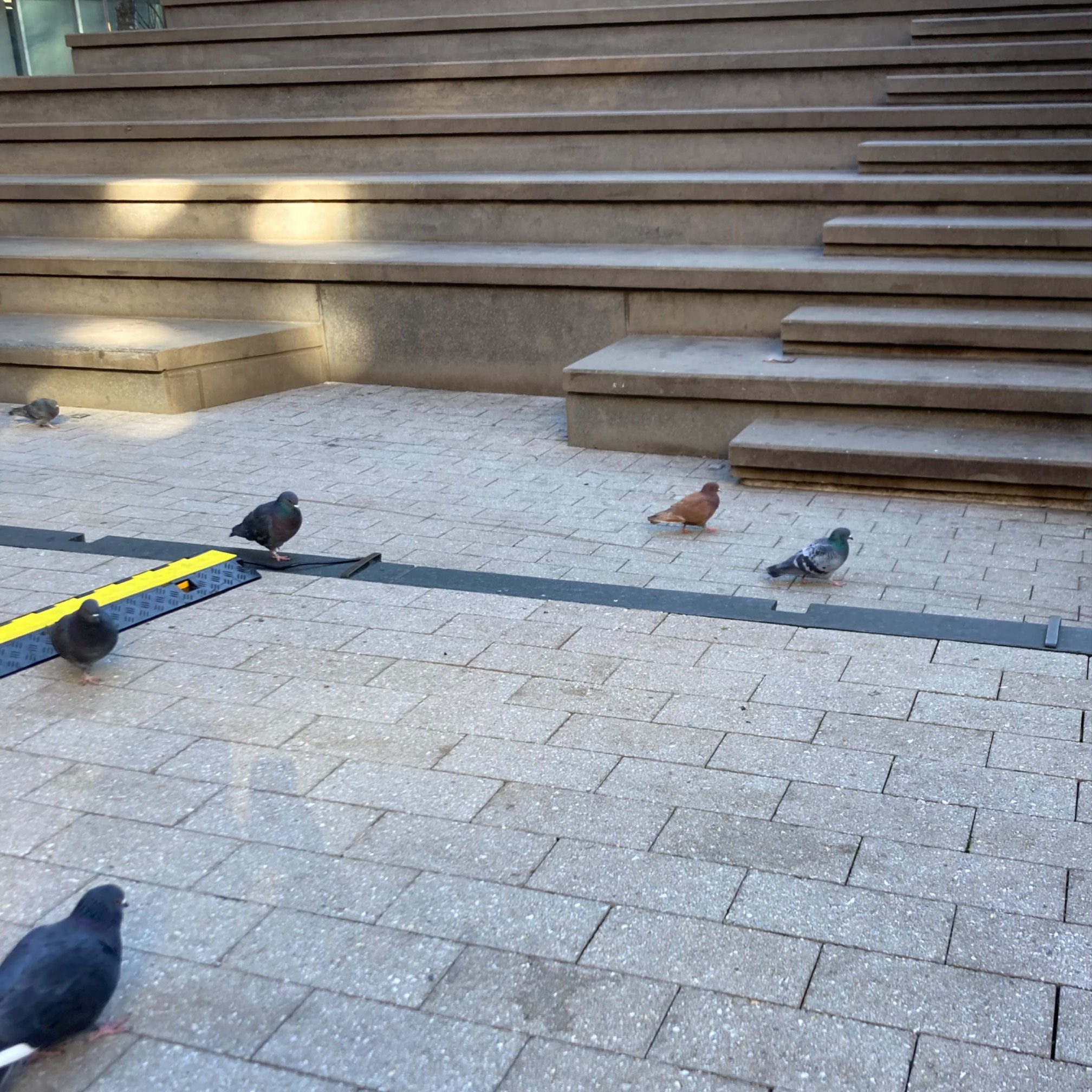 Four gray pigeons and one brown pigeon in a plaza