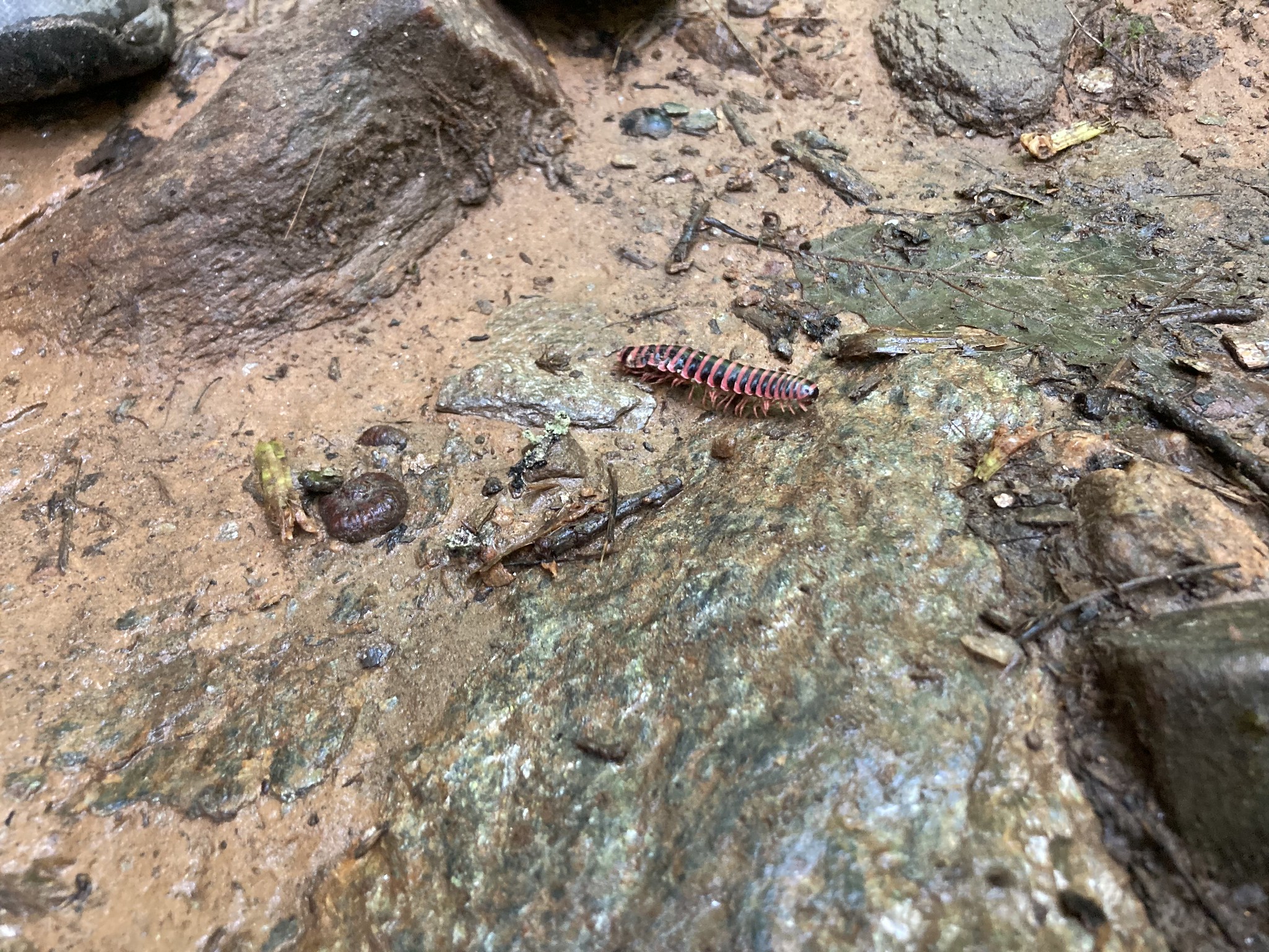 Red and black millipede on rock