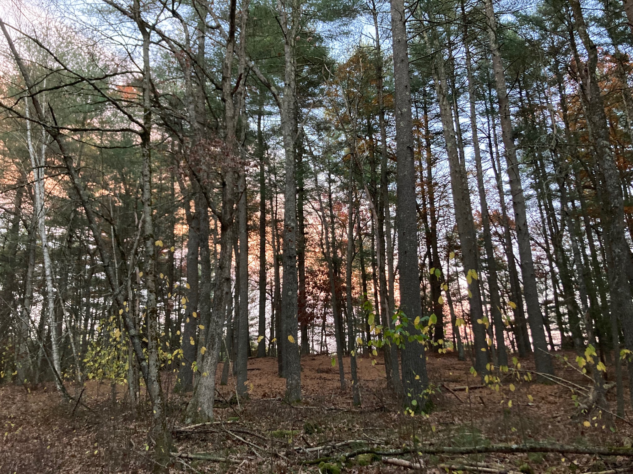 Pink streak behind trees