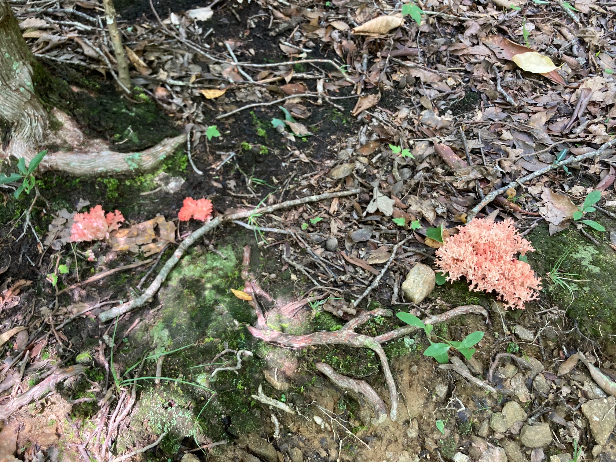 Land coral!