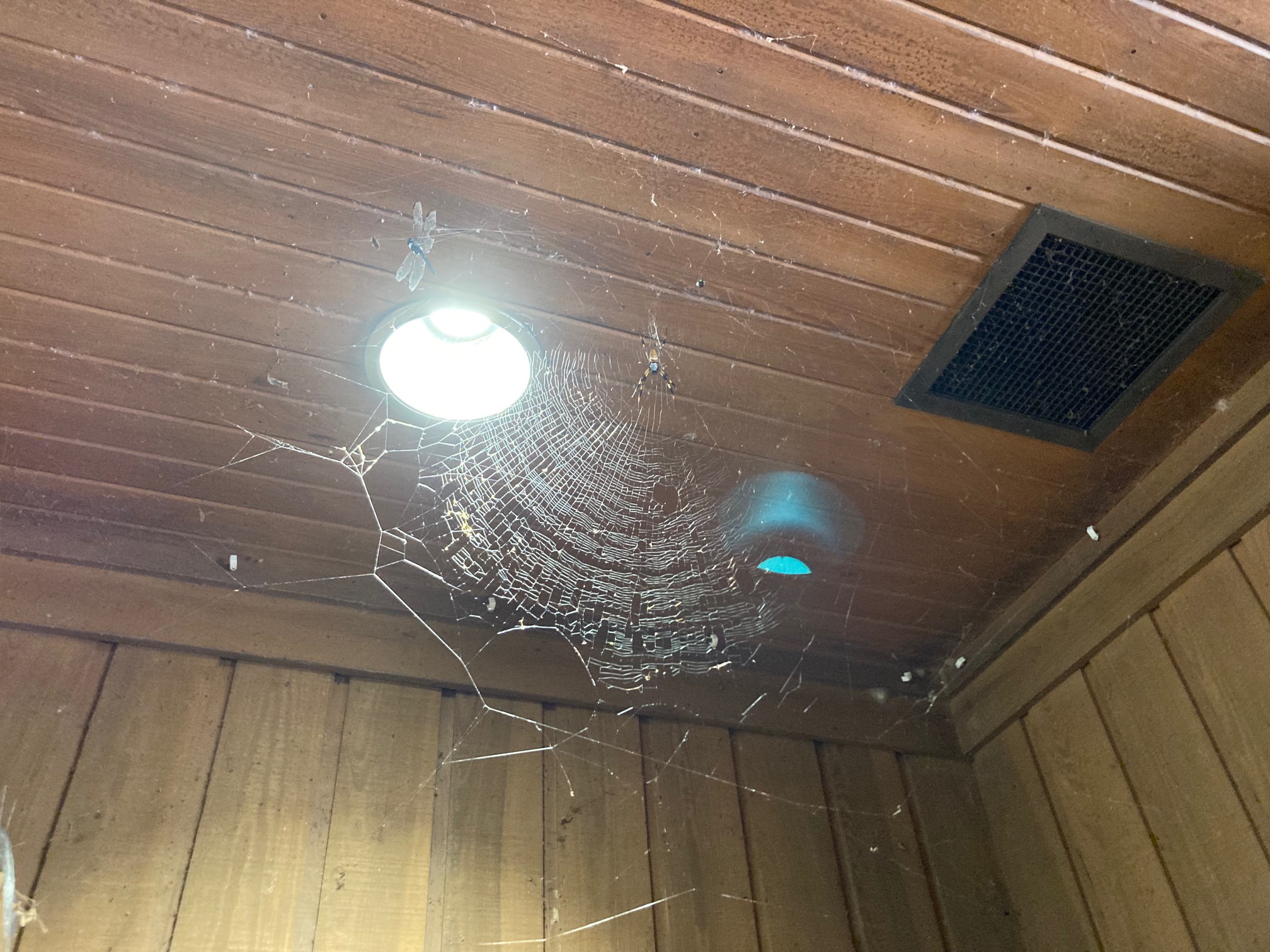 Sweet spider situation