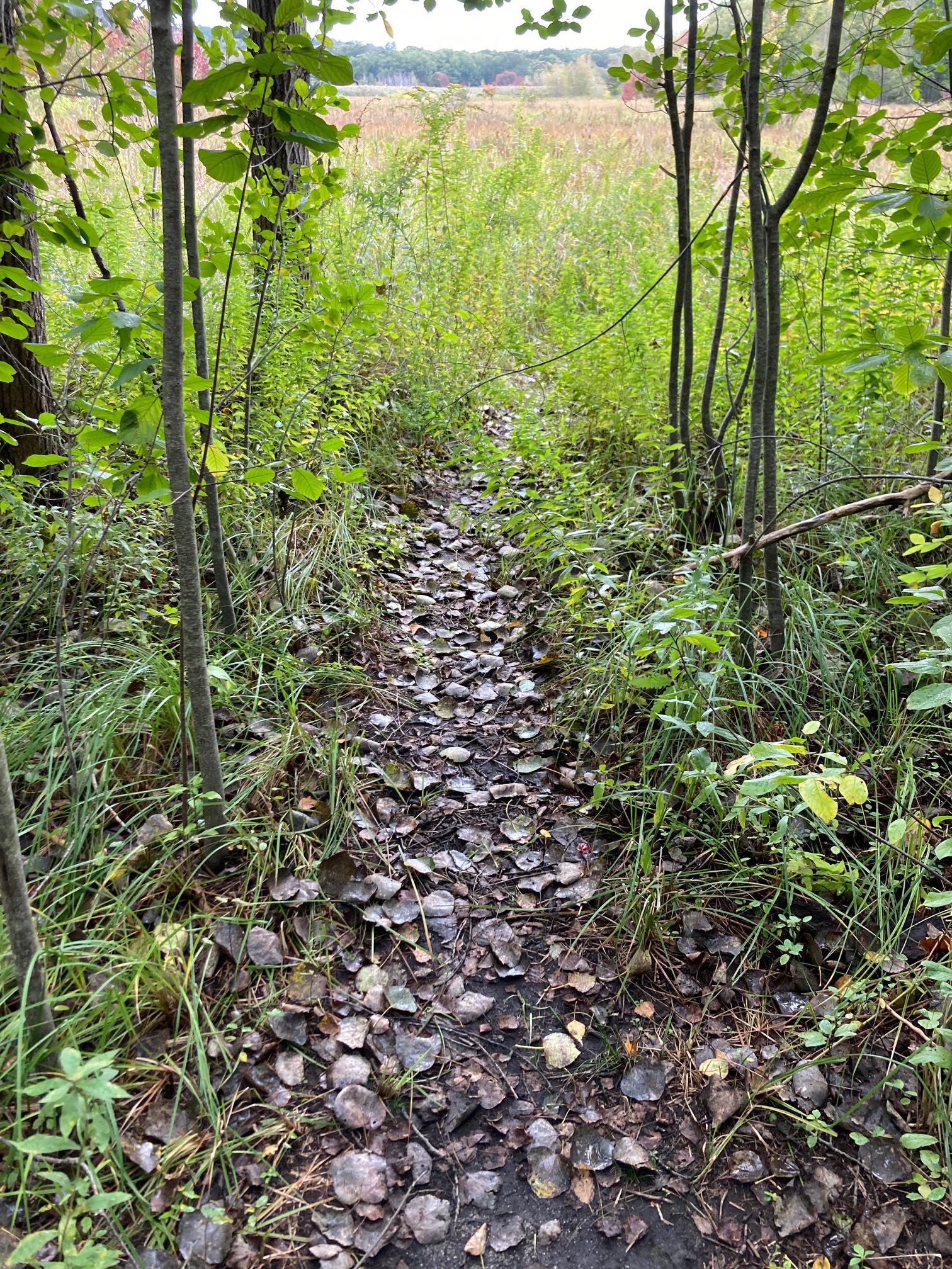 Went to ARLINGTON’s GREAT MEADOW again. The east side of it has way less path. It had this path, tho