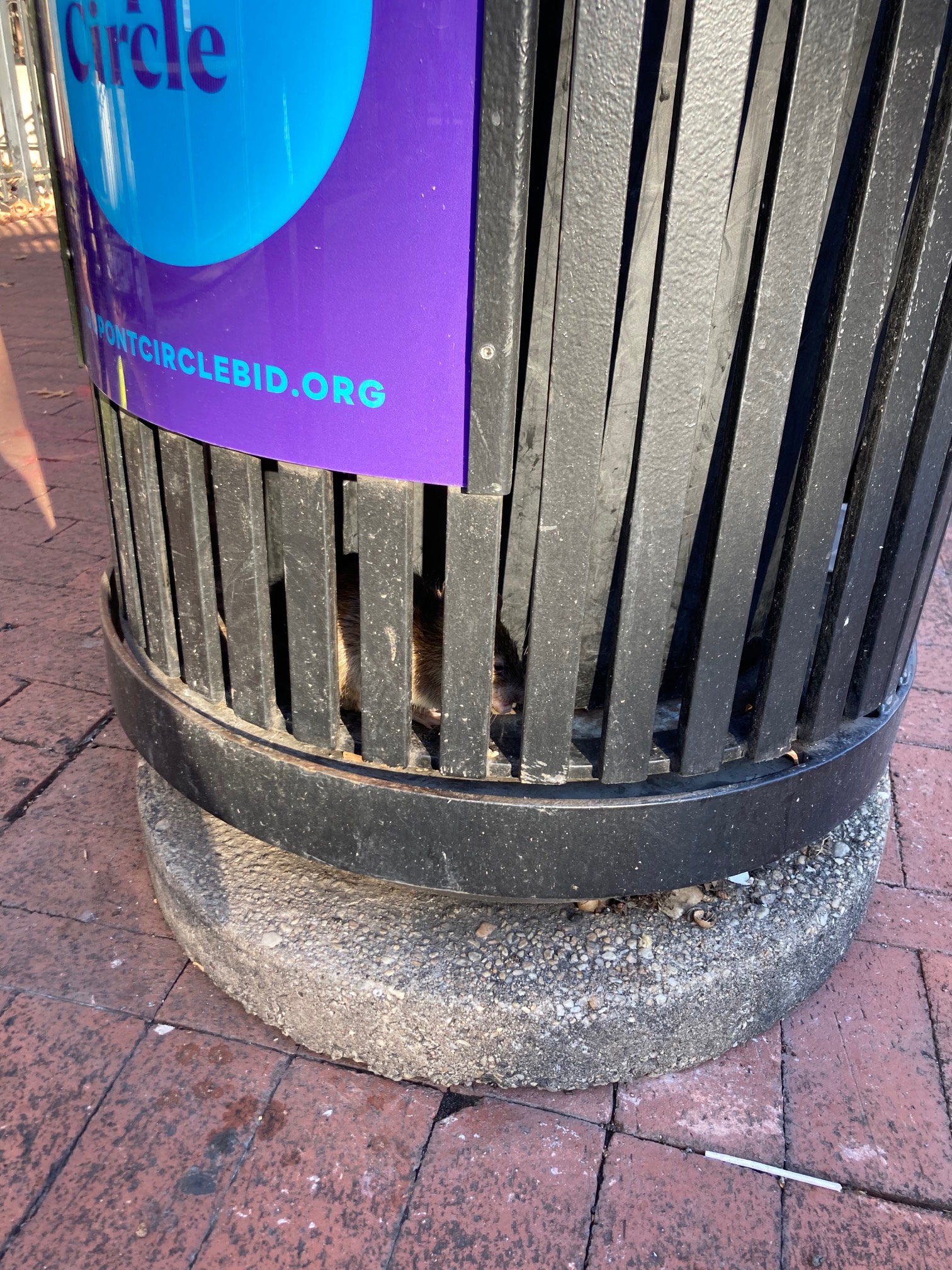 The rat that did not know there was an interstitial space in the garbage that has no garbage that yo