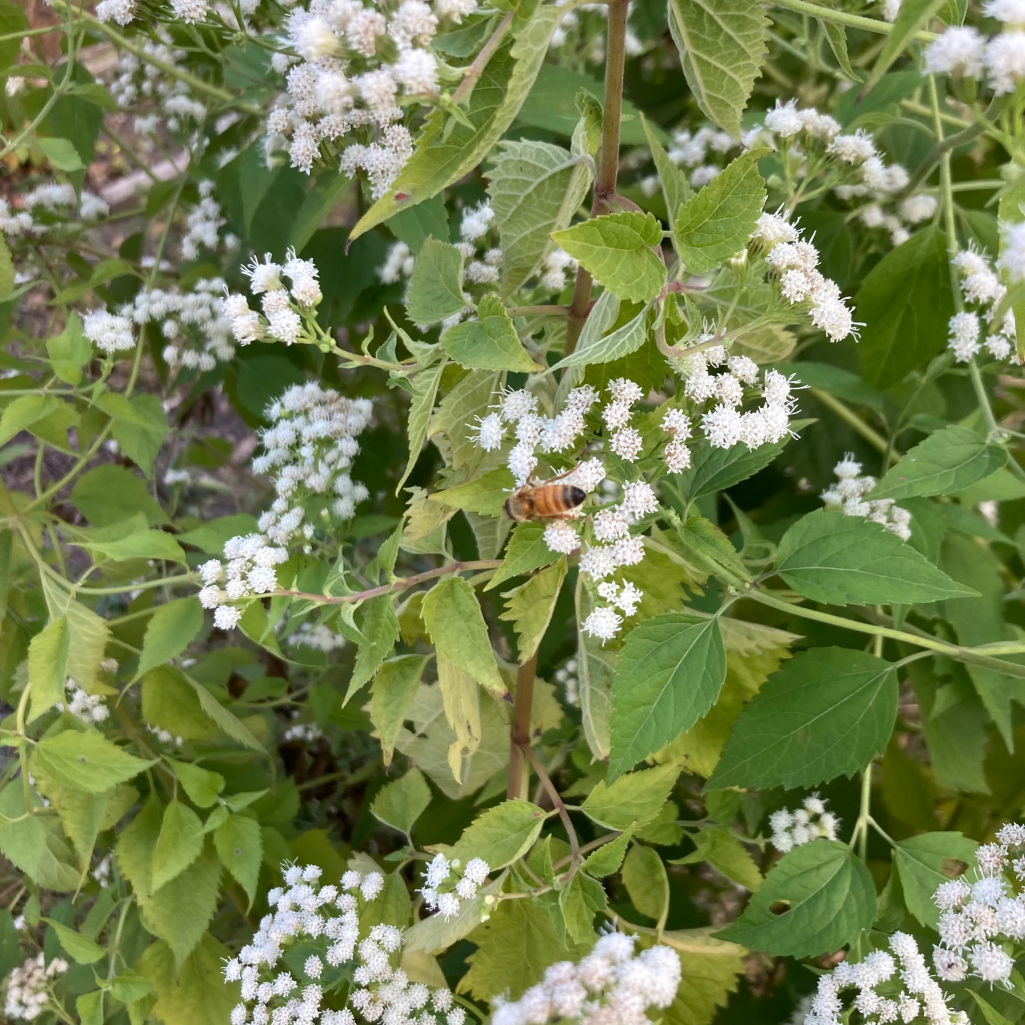 Yellow bee on snakeroot flowers