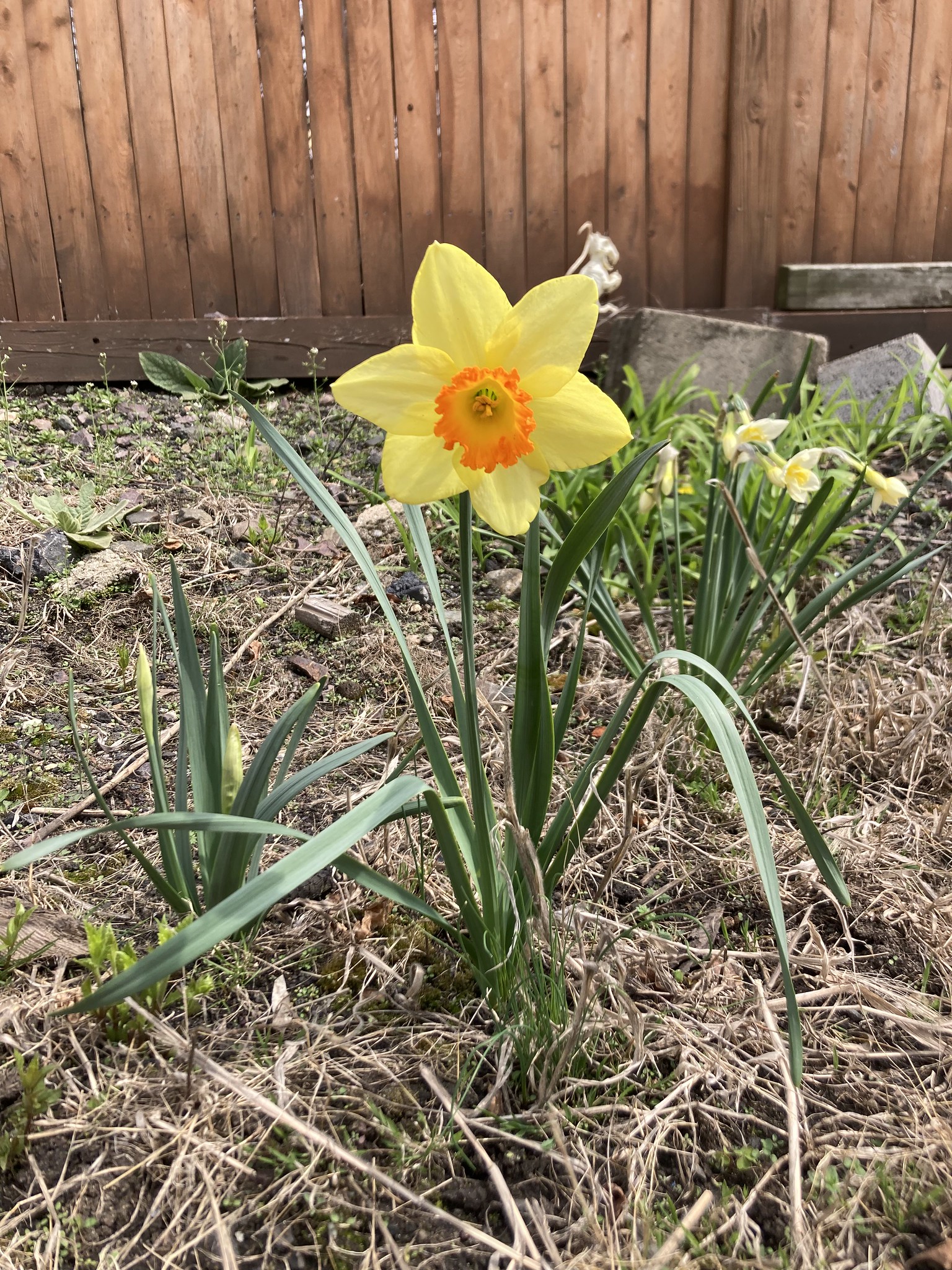 Yellow flower with inner orange ring