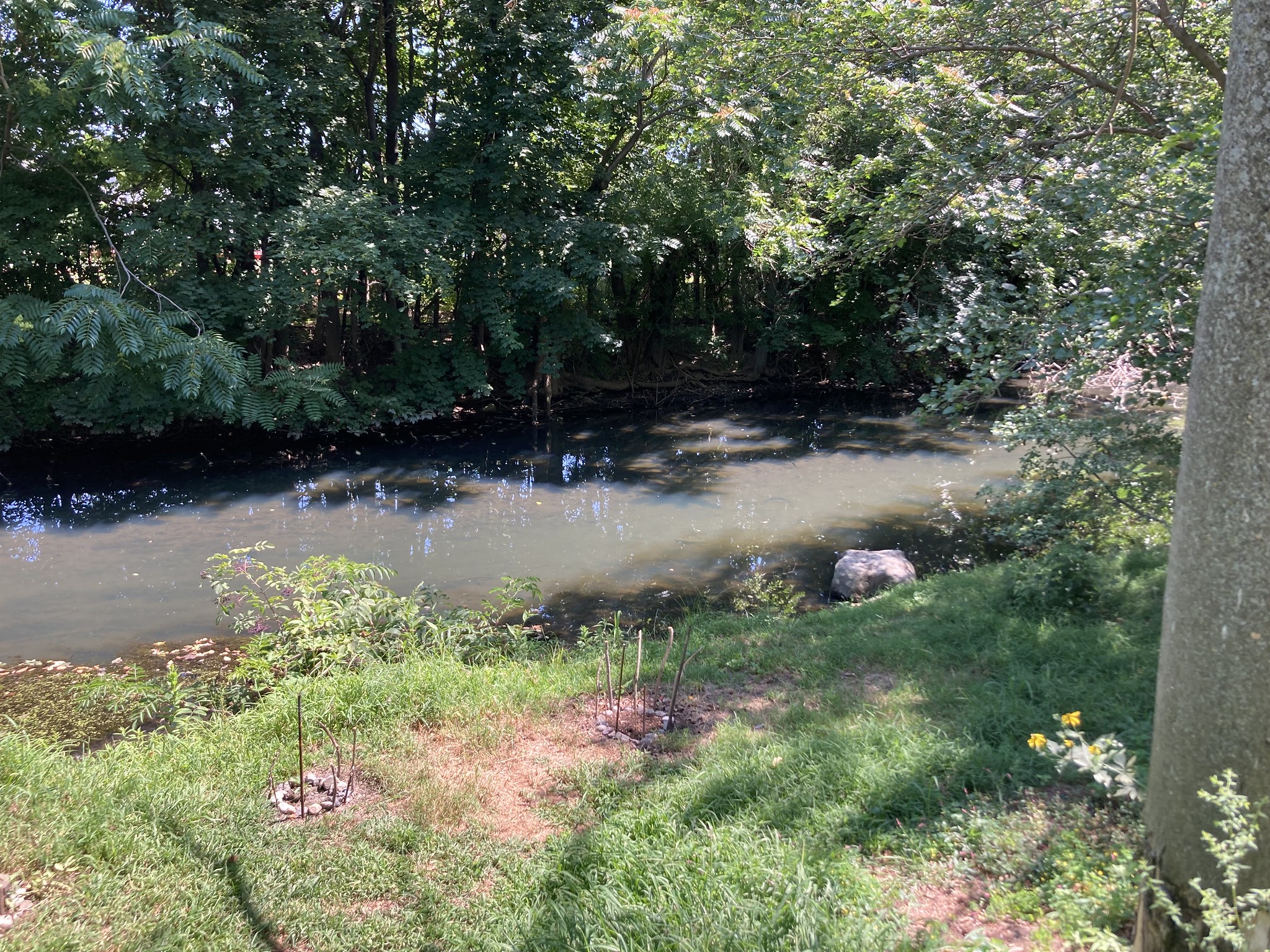 River and trees